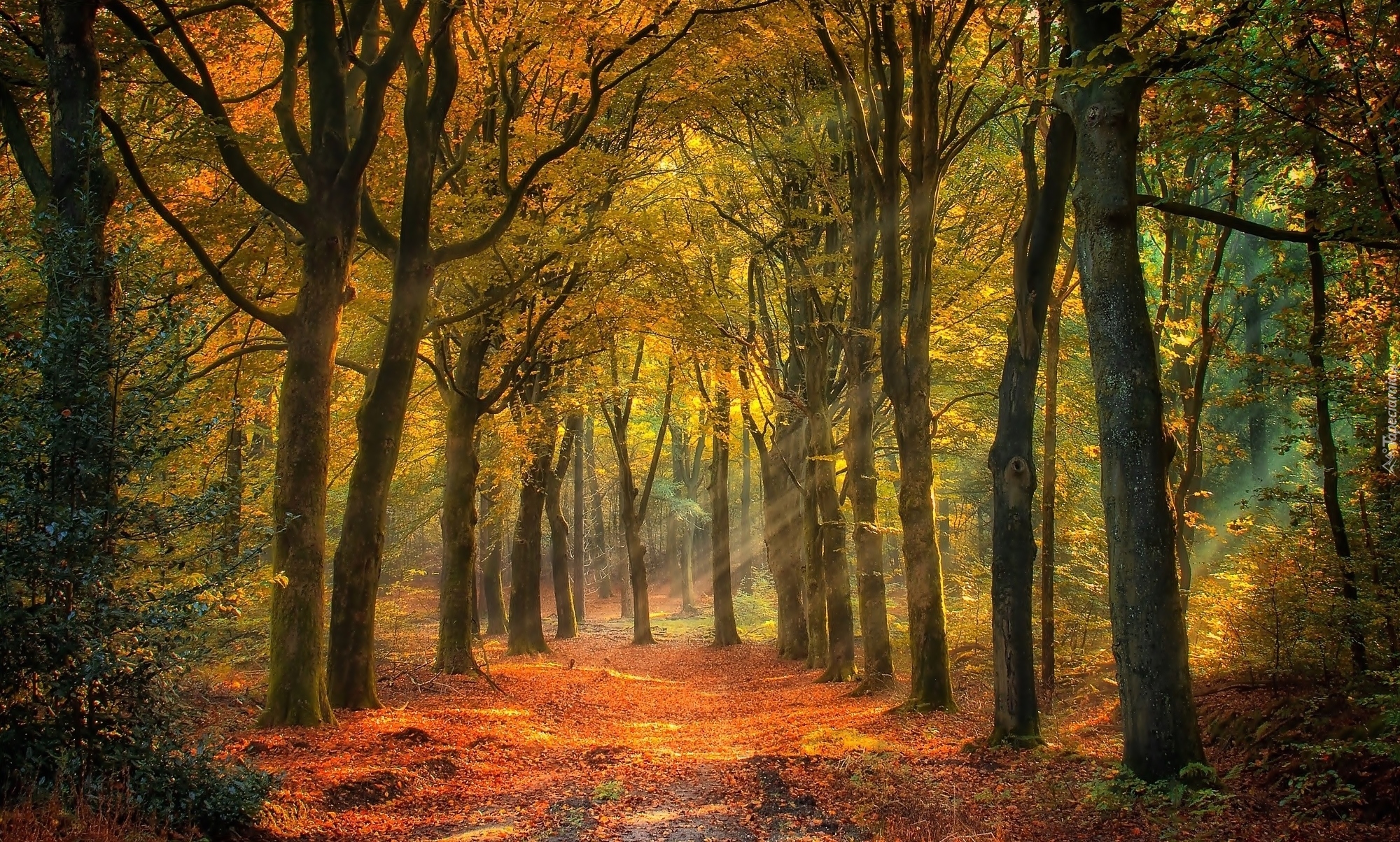 Las, Jesień, Drzewa, Przebijające światło