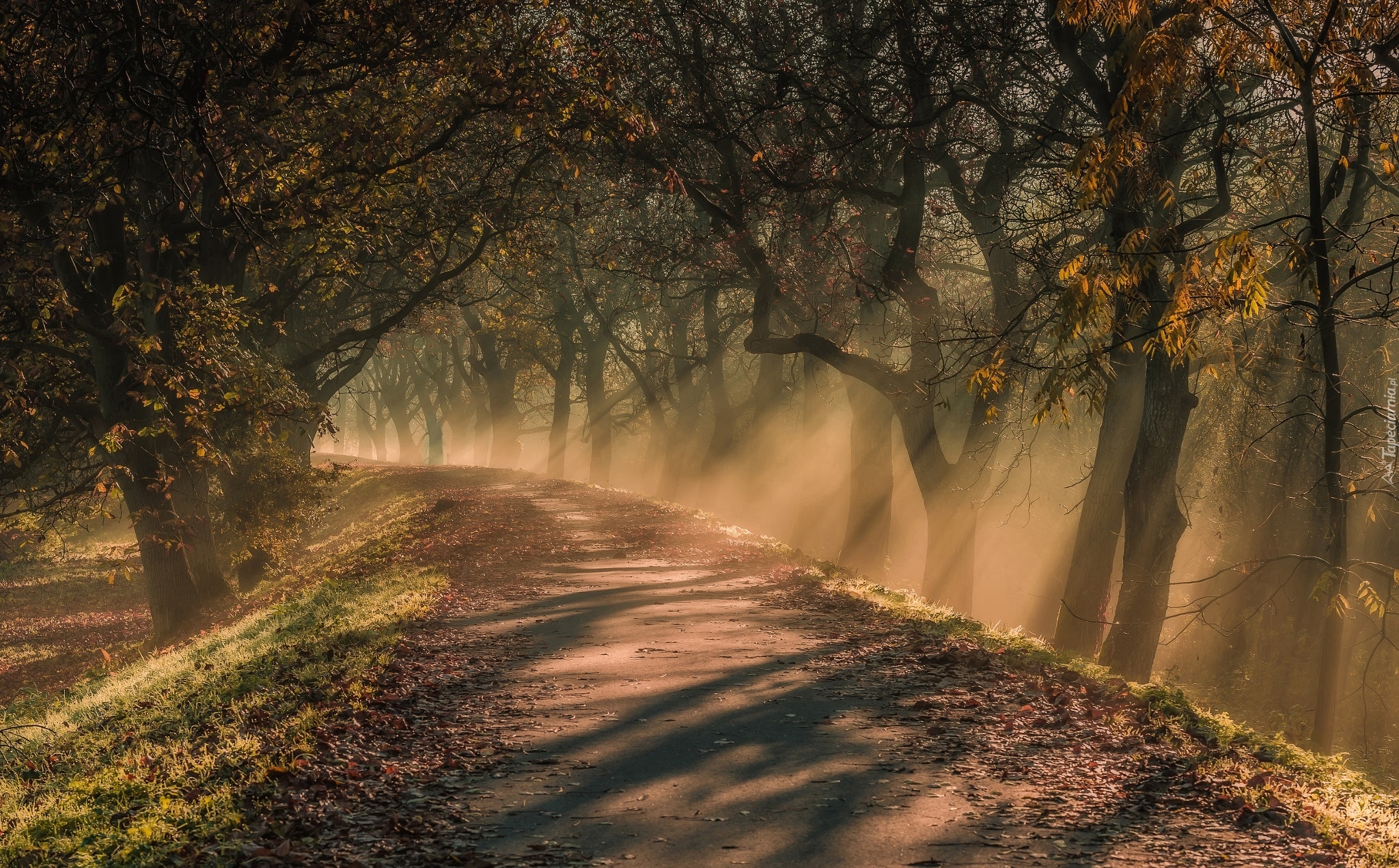 Droga, Zakręt, Drzewa, Poranek, Mgła, Przebijające światło