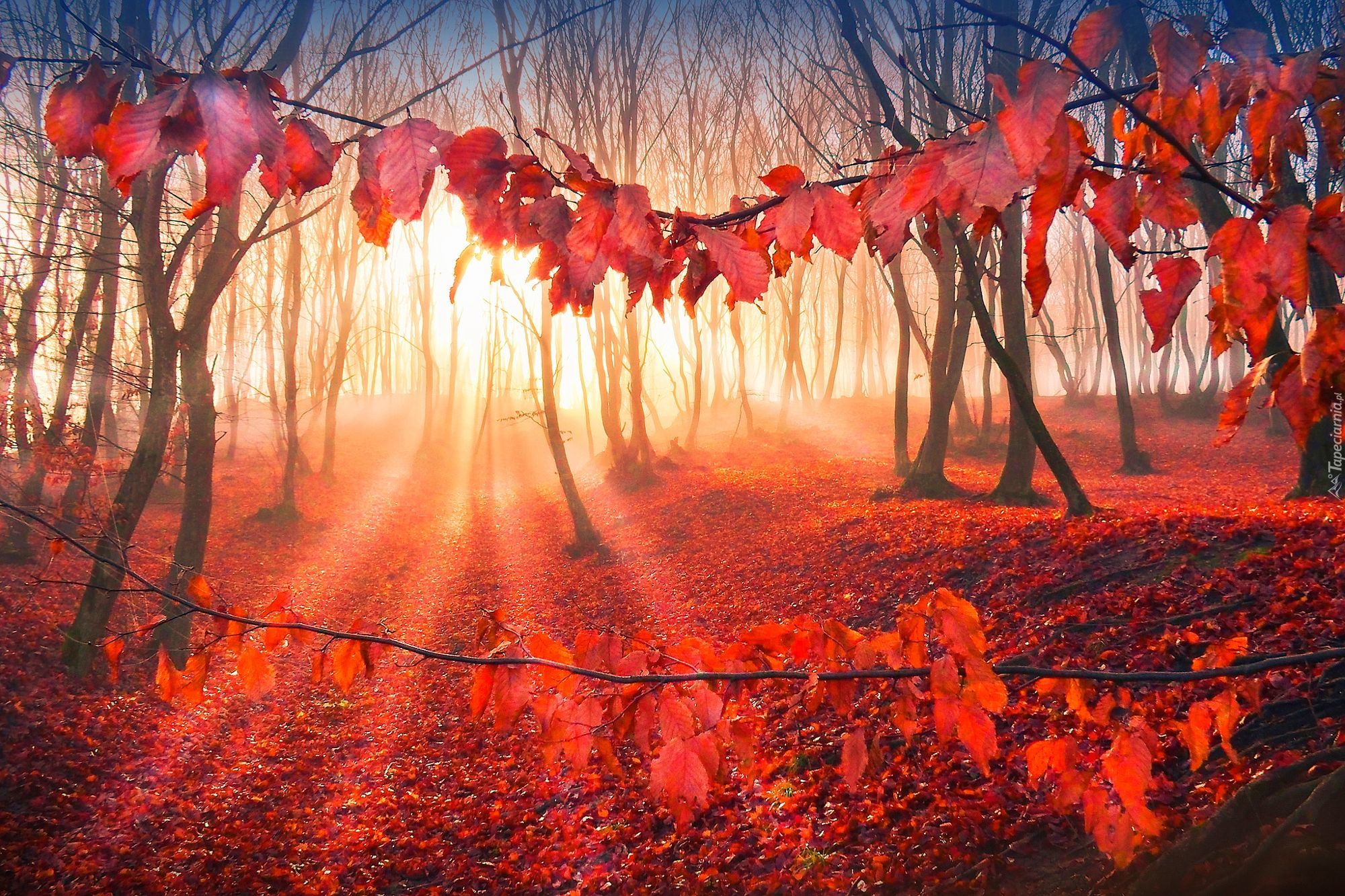 Promienie, Słońca, Jesień, Las, Drzewa, Liście
