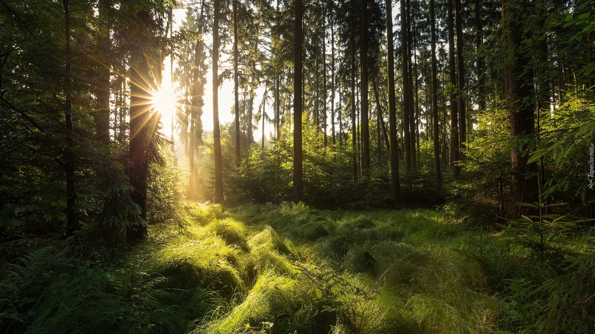 Las, Drzewa, Trawa, Poranek, Promienie, Wschód słońca