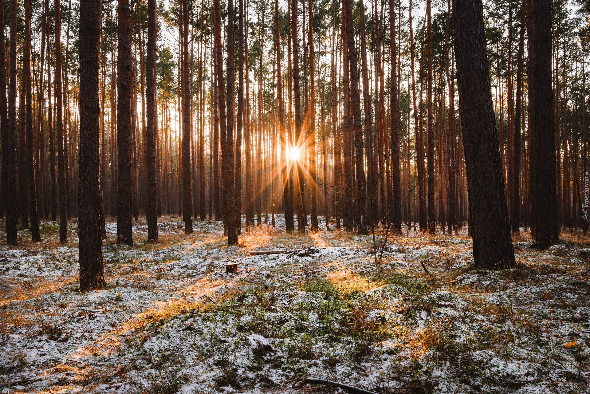 Las, Drzewa, Promienie słońca, Śnieg, Trawa, Słoneczny, Blask