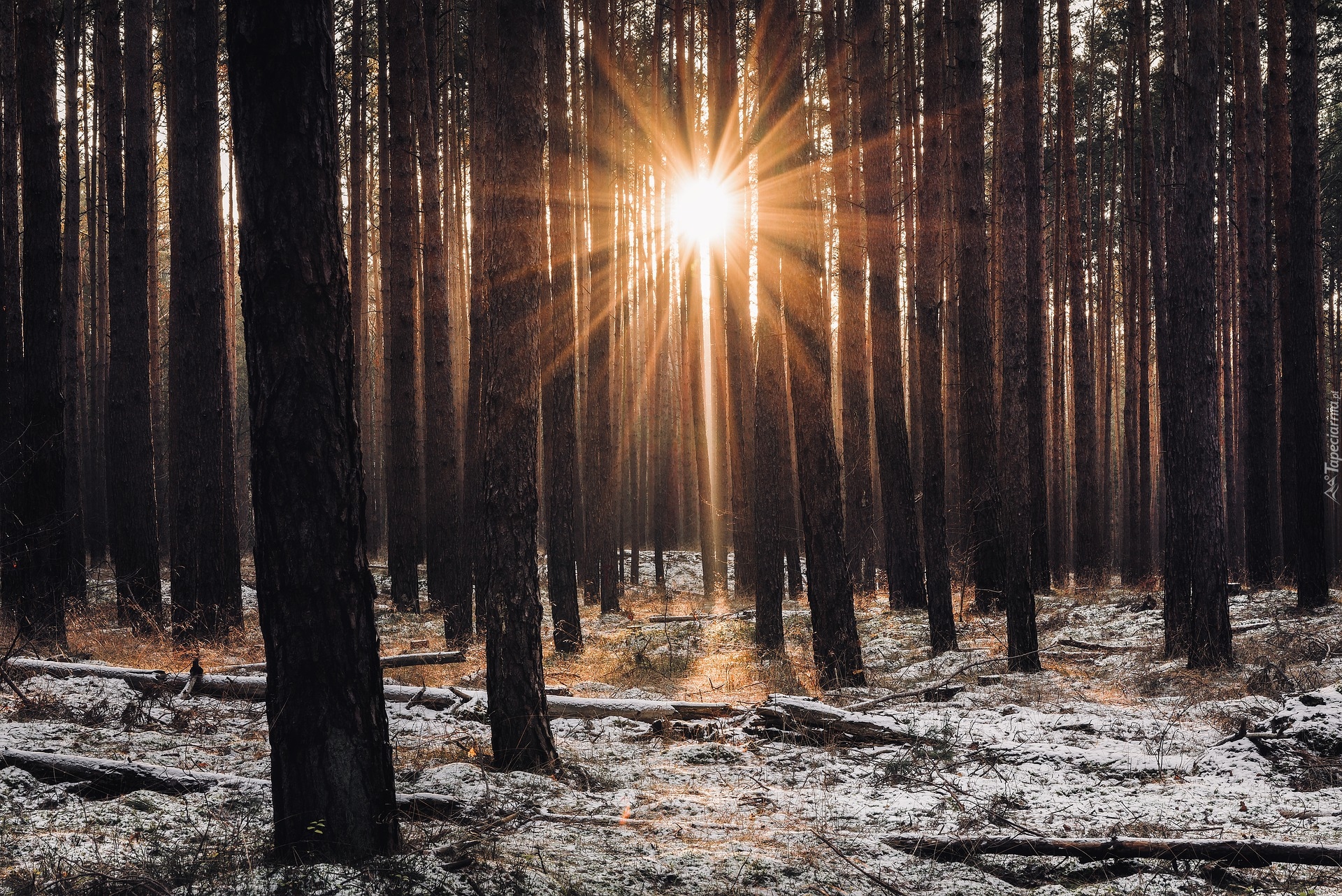 Promienie słońca, Śnieg, Zima, Las, Drzewa