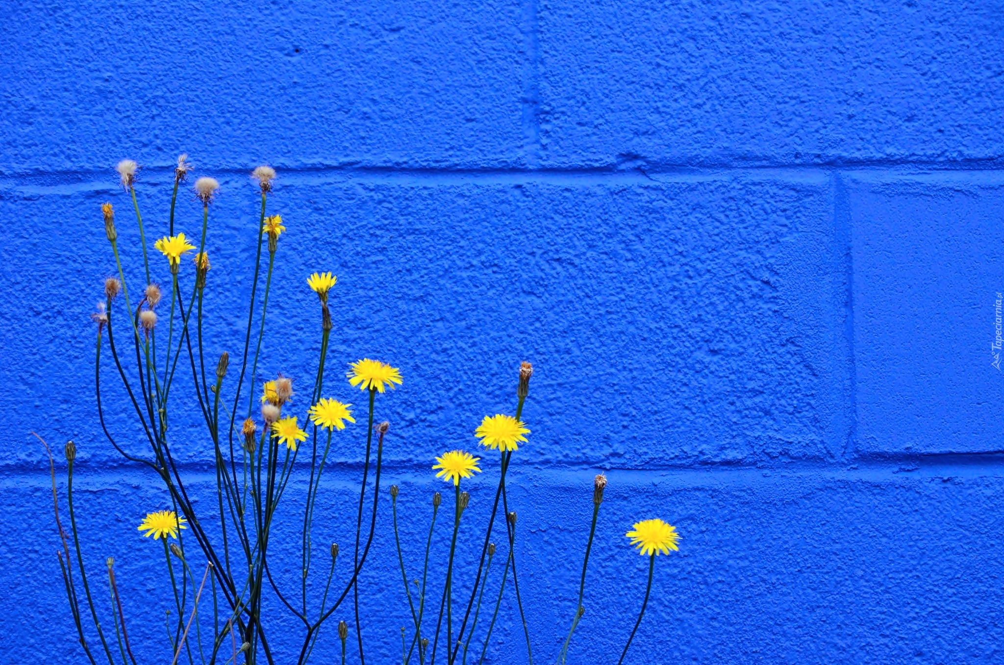 Żółte, Kwiatki, Prosienicznik, Niebieski, Mur