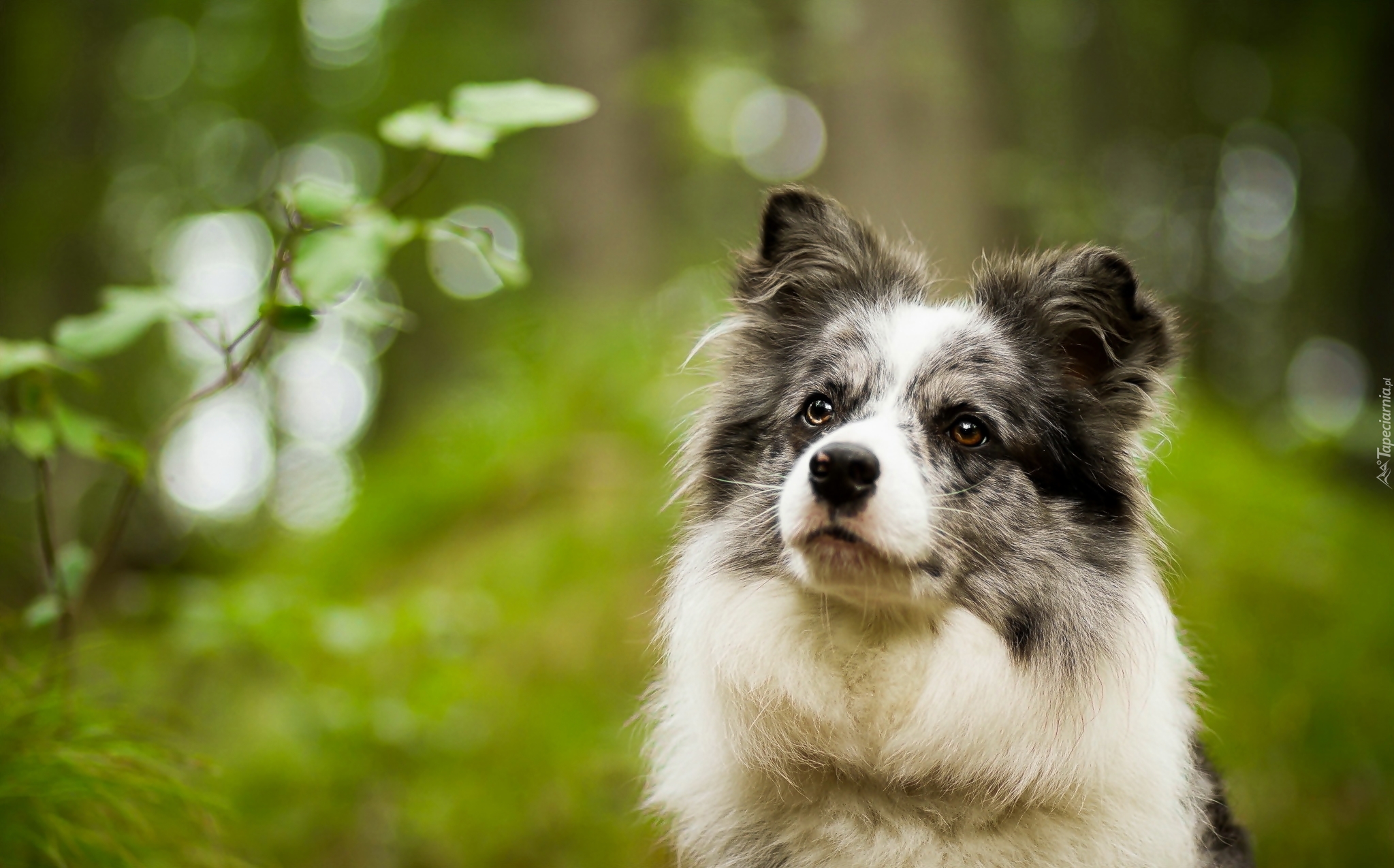 Border collie, Spojrzenie