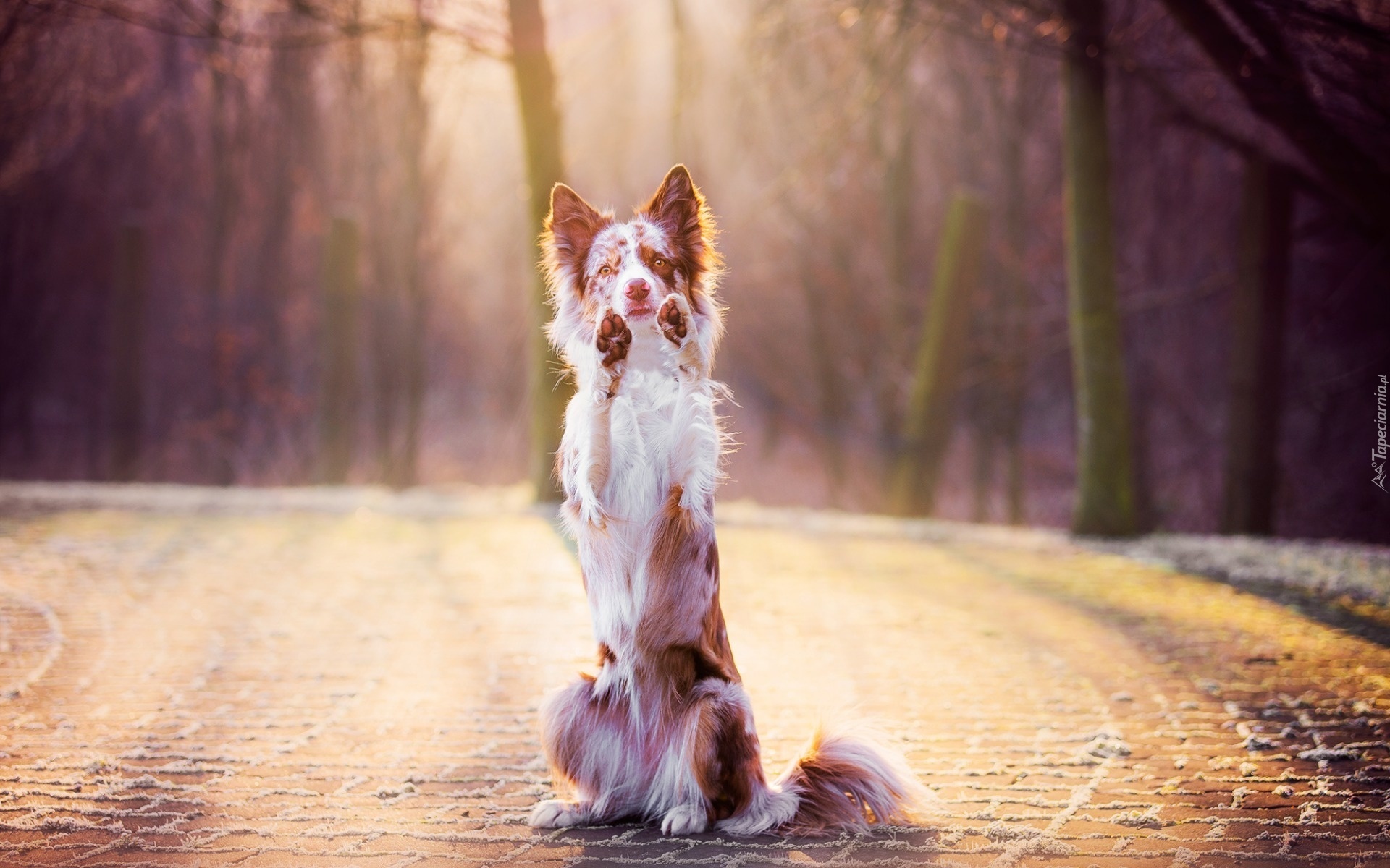 Proszący, Border collie, Łapy