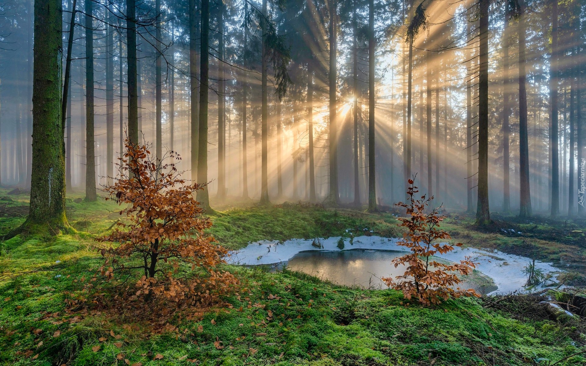 Las, Drzewa, Kałuża, Przebijające światło