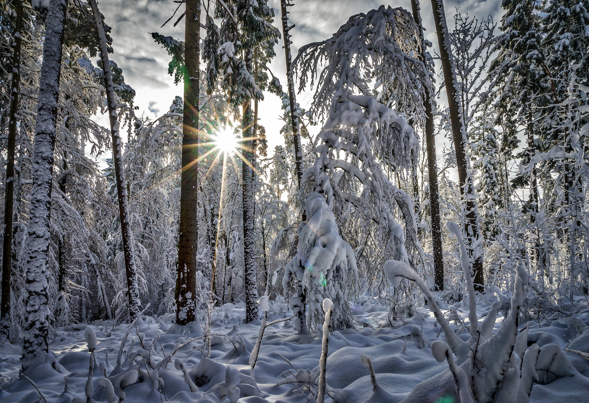 Zima, Las, Śnieg, Drzewa, Promienie słońca