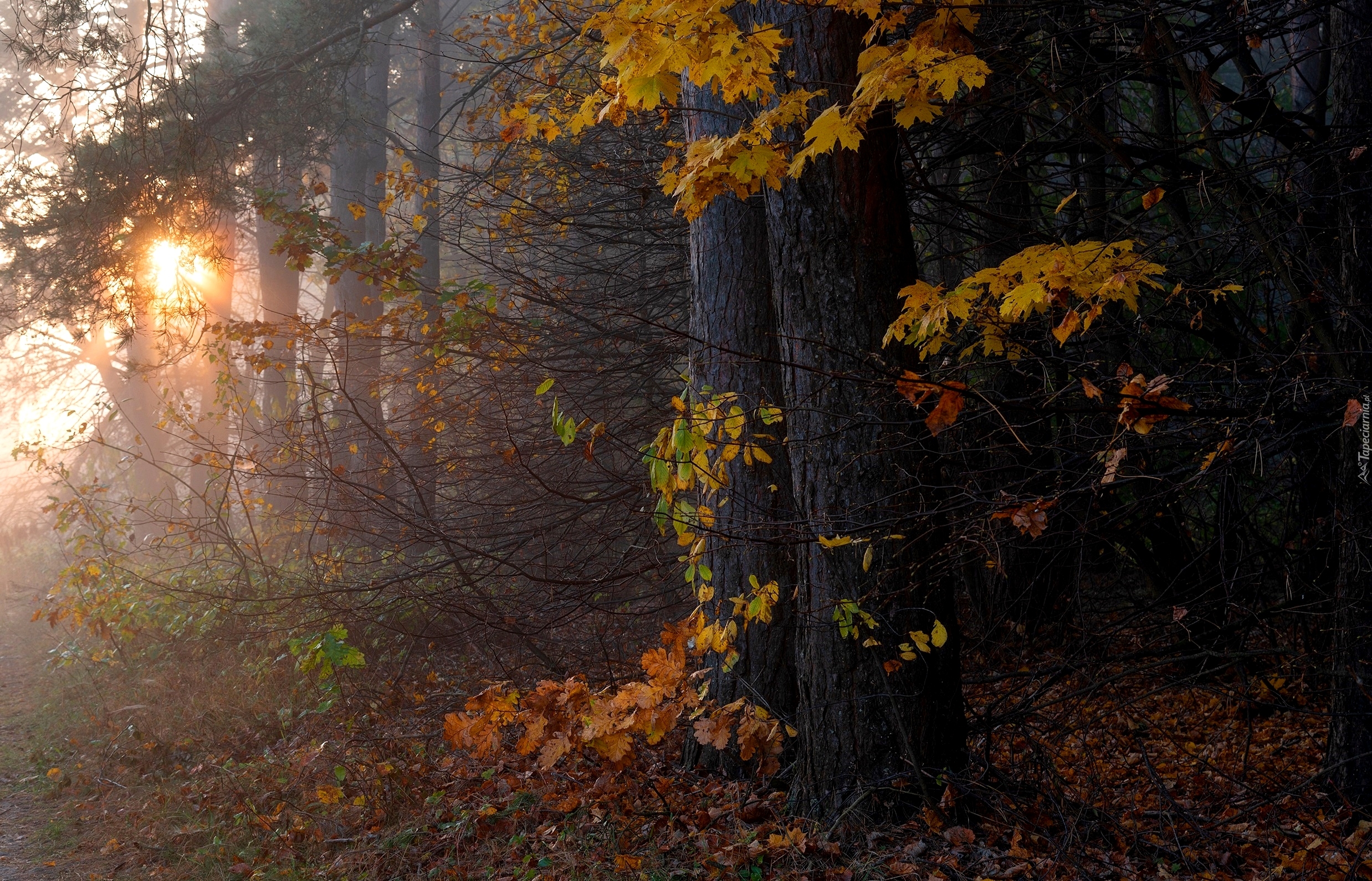 Jesień, Las, Drzewa, Liście, Przebijające światło, Słoneczne