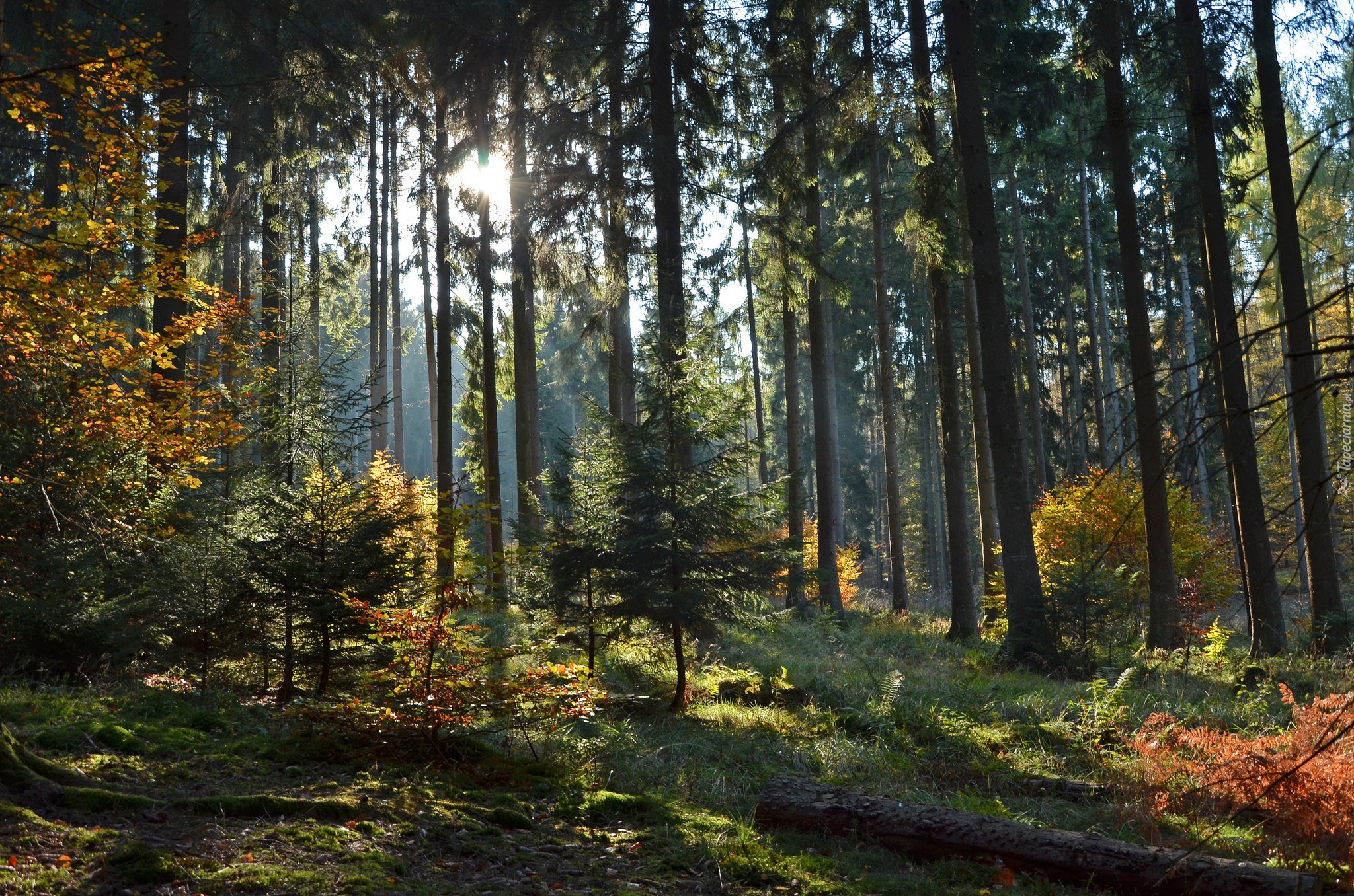 Poranek, Las, Drzewa, Przebijające światło