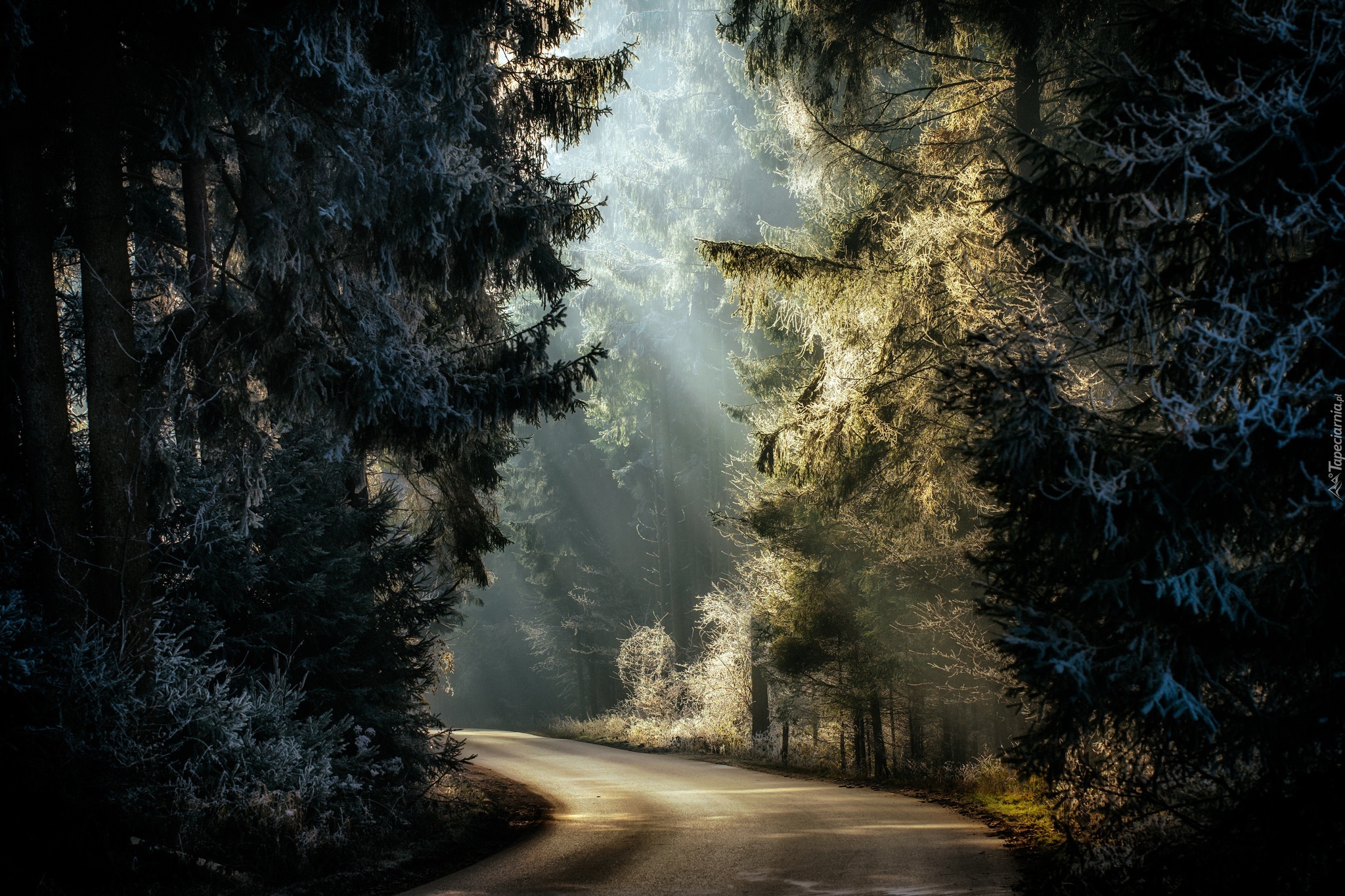Droga, Las, Przebijające światło, Szron, Drzewa
