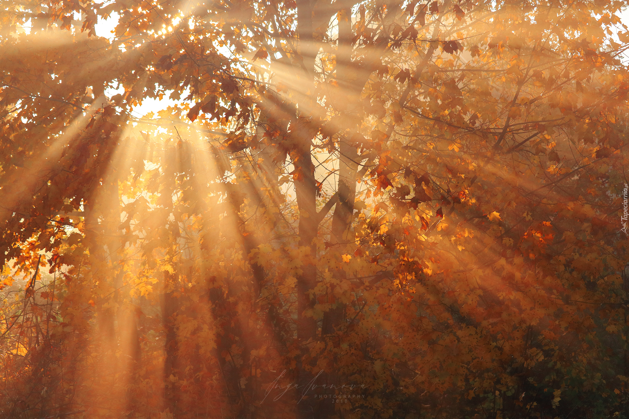 Jesień, Las, Drzewa, Liście, Przebijające światło