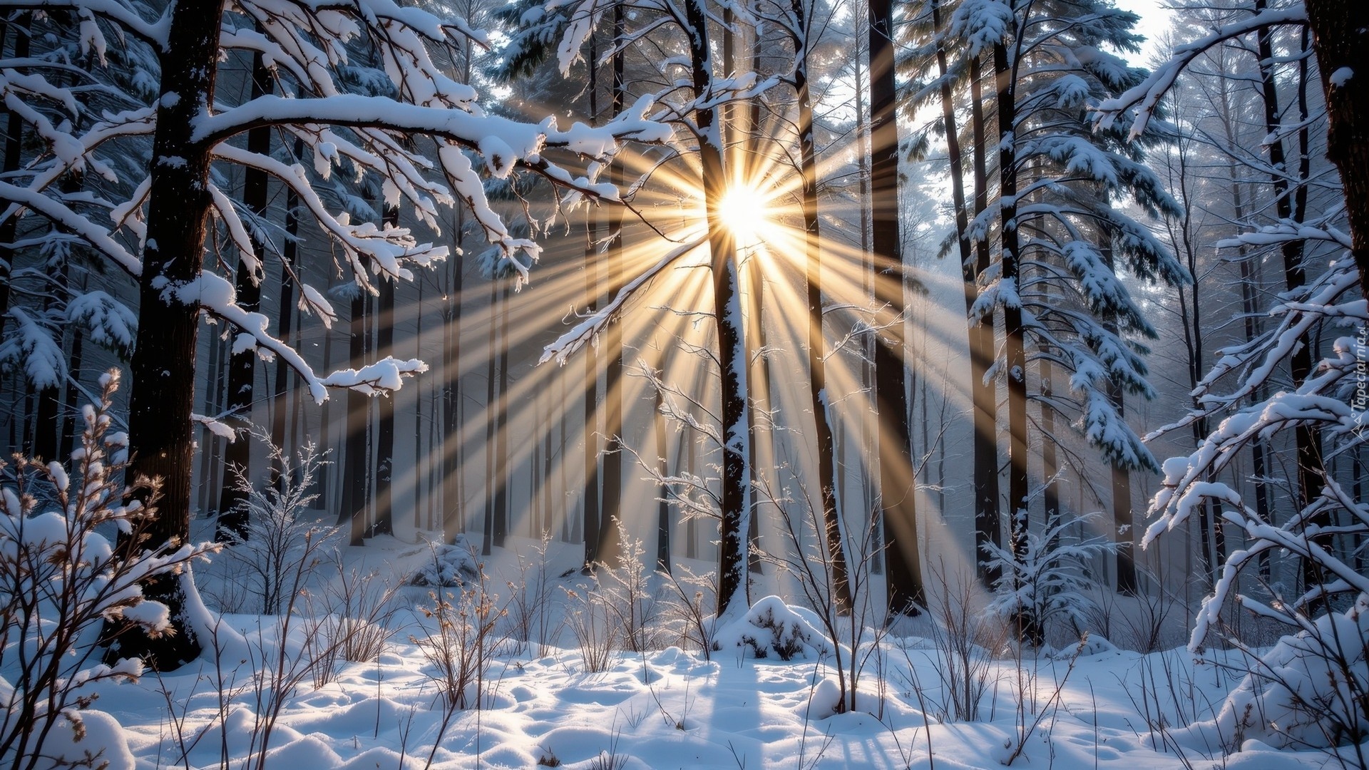 Zima, Las, Przebijające światło, Śnieg, Rośliny, Drzewa