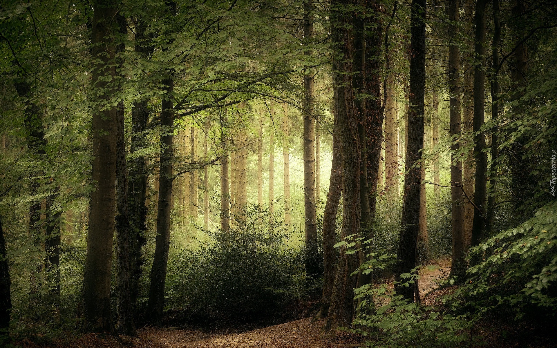 Zielony, Las, Drzewa, Ścieżka, Przebijające światło