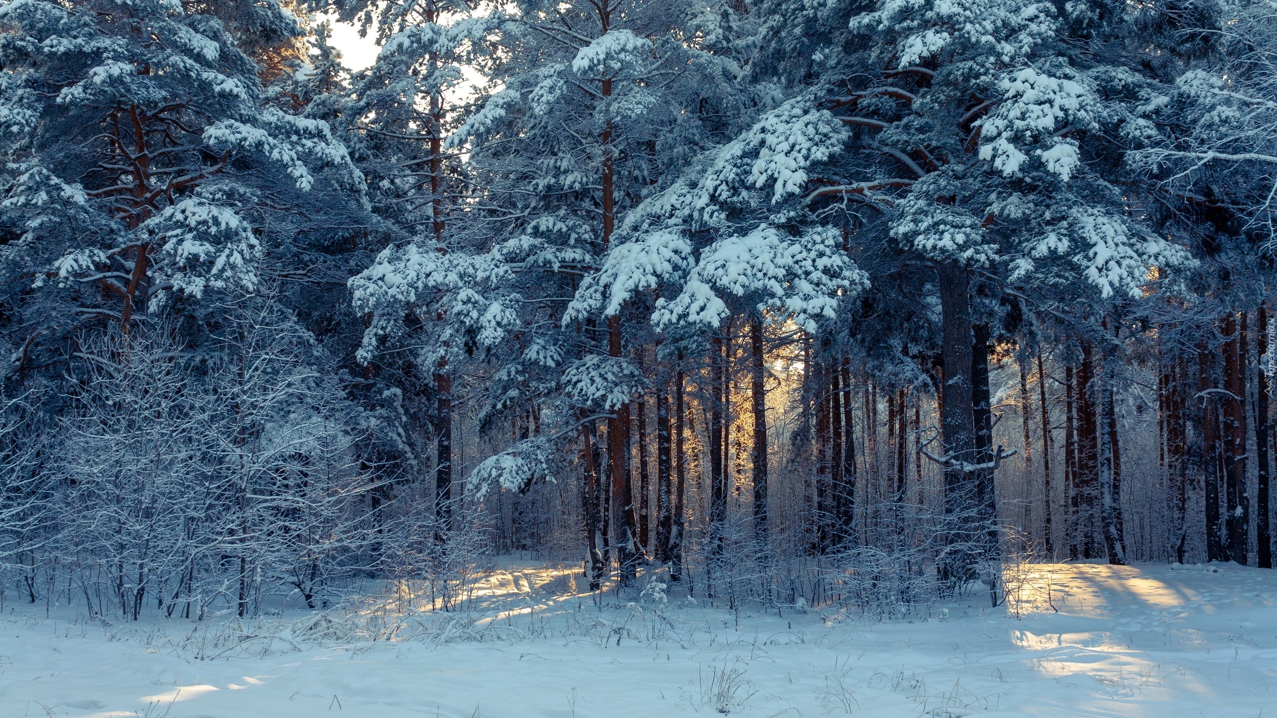 Ośnieżone, Drzewa, Las, Przebijające światło, Zima