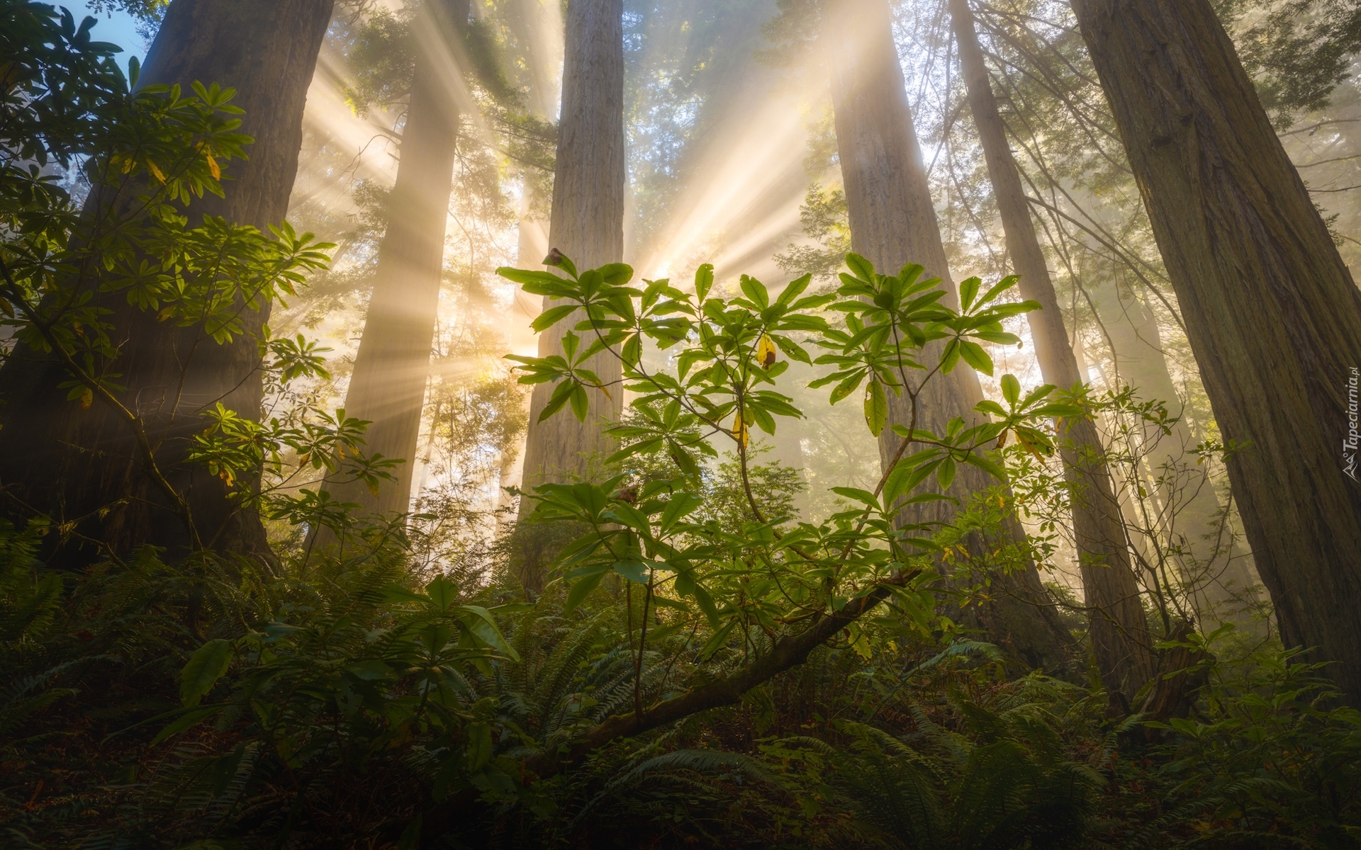 Stany Zjednoczone, Kalifornia, Park Narodowy Redwood, Drzewa, Sekwoje, Paprocie, Przebijające światło