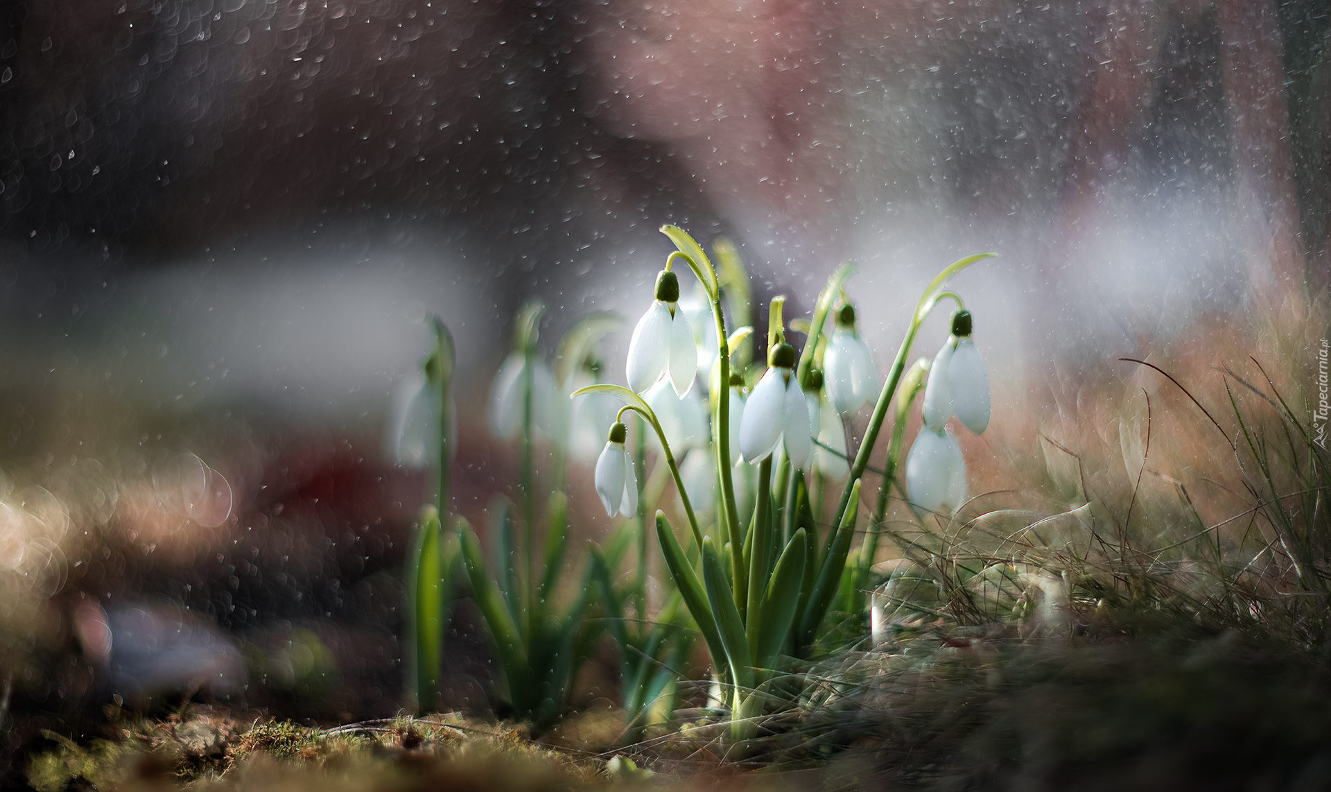 Kwiaty, Przebiśniegi, Trawa, Bokeh