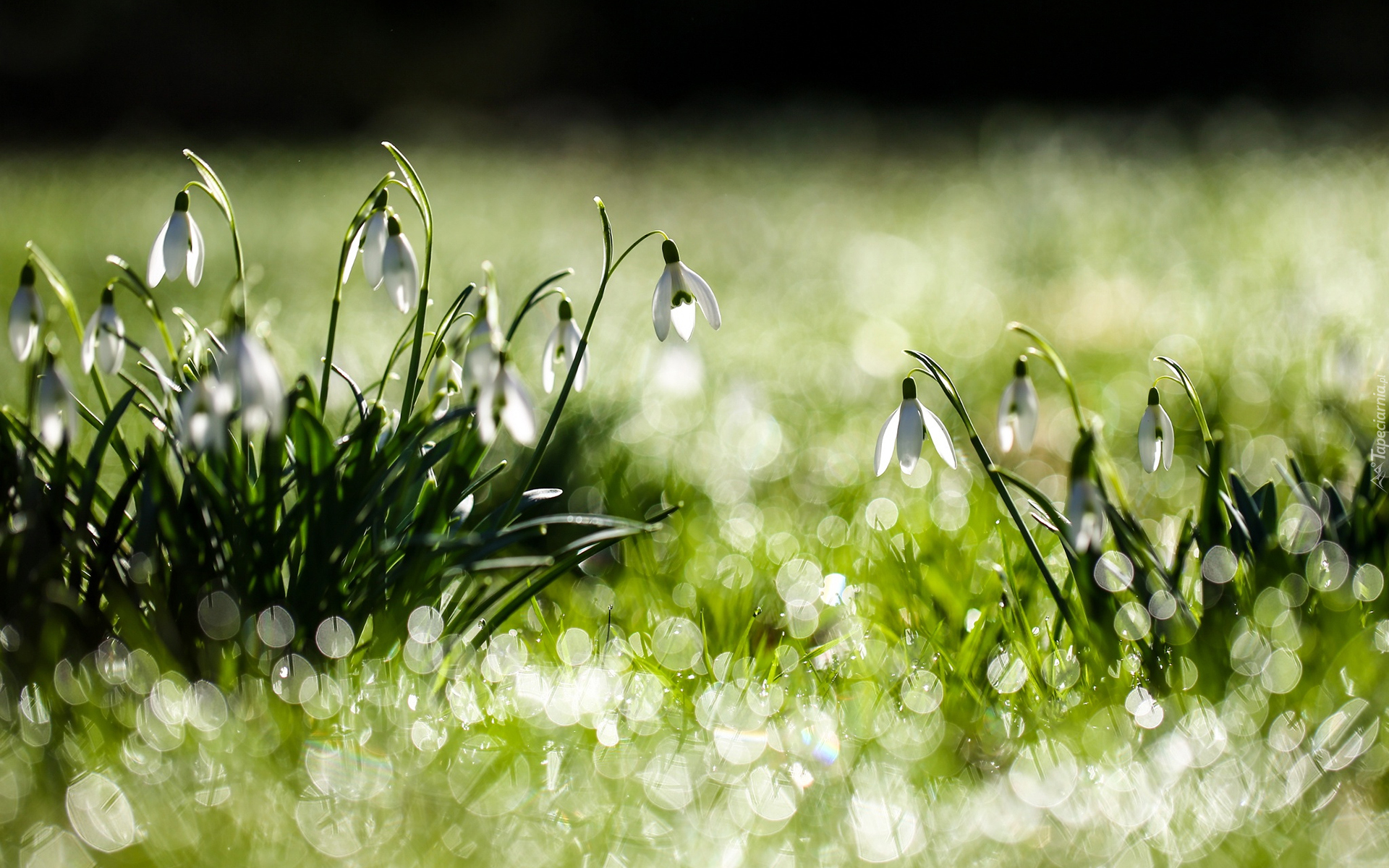 Kwiaty, Przebiśniegi, Bokeh