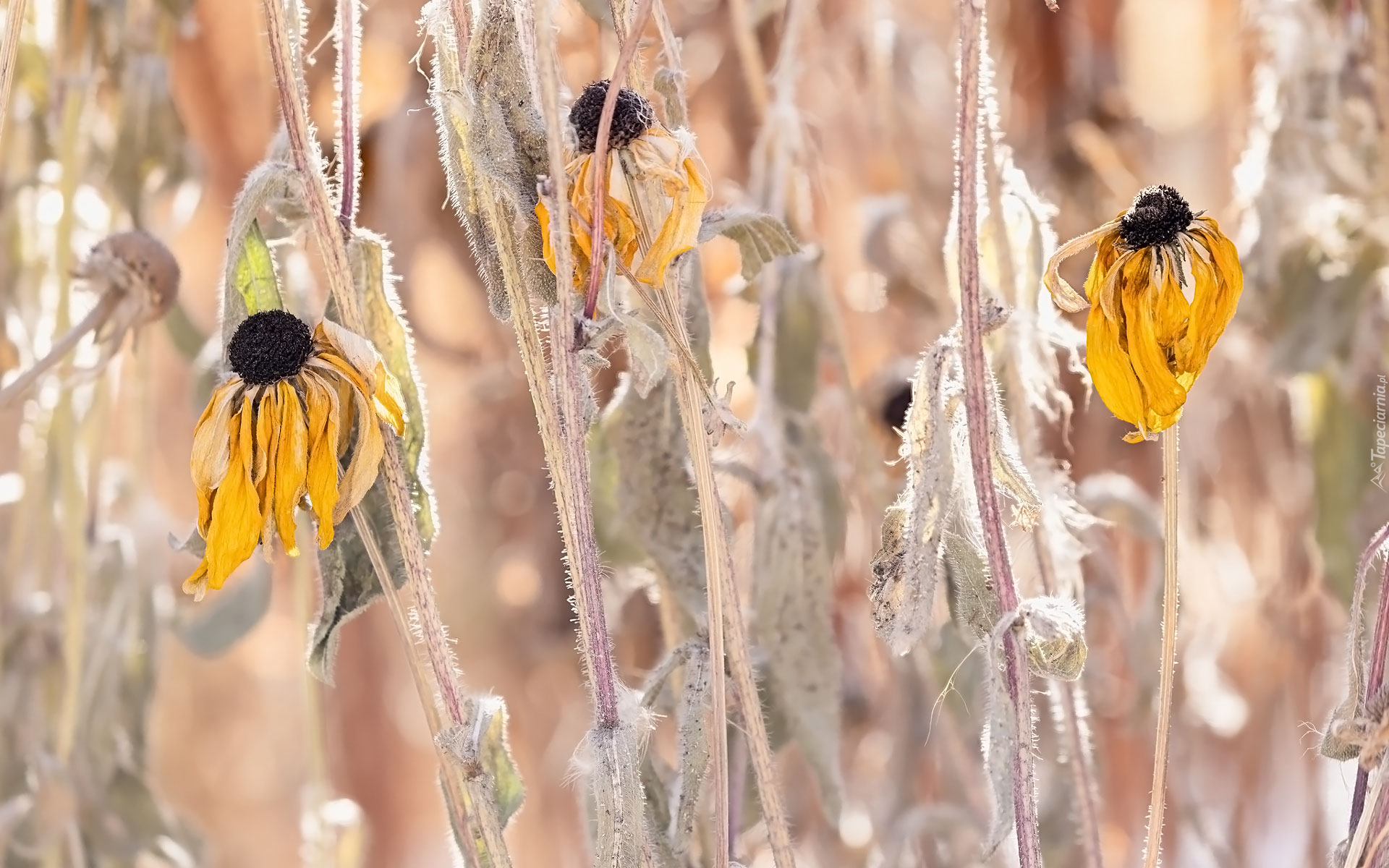 Przekwitnięte, Rudbekie, Kwiaty