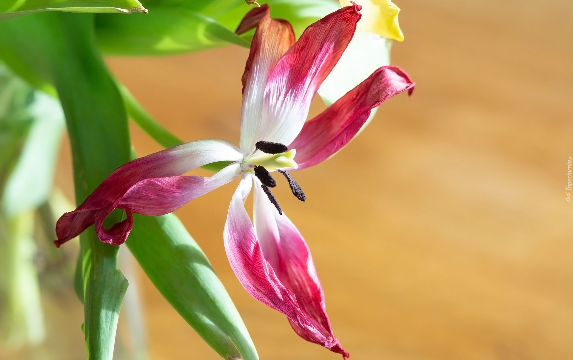 Kwiaty, Tulipan, Liście
