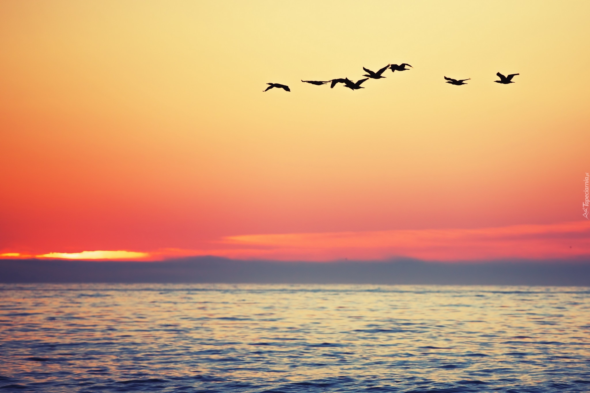Ptaki, Zachód słońca,  Morze