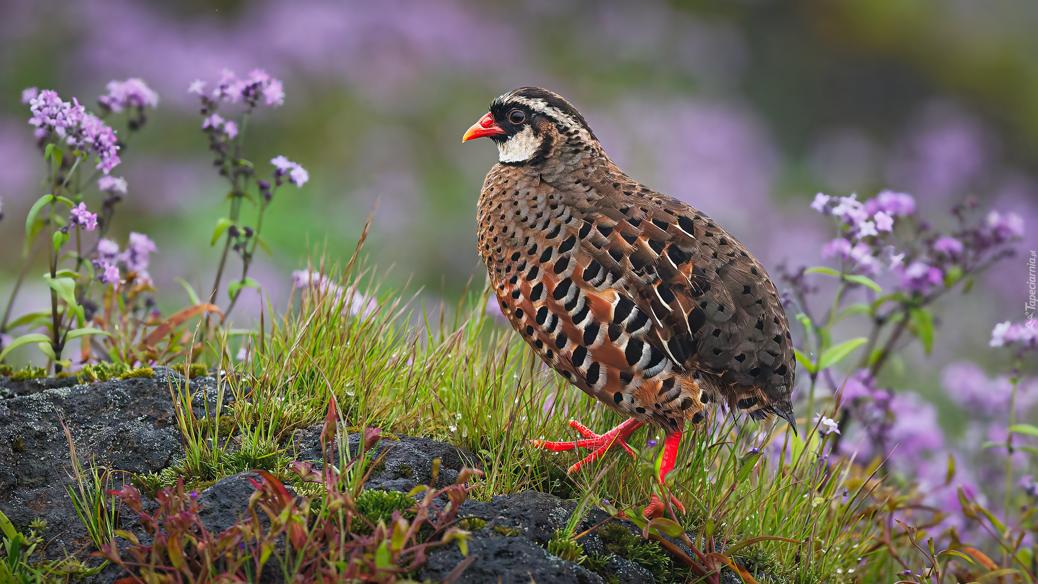 Przepióreczka czerwonodzioba, Kolorowy, Ptak, Przepiórka