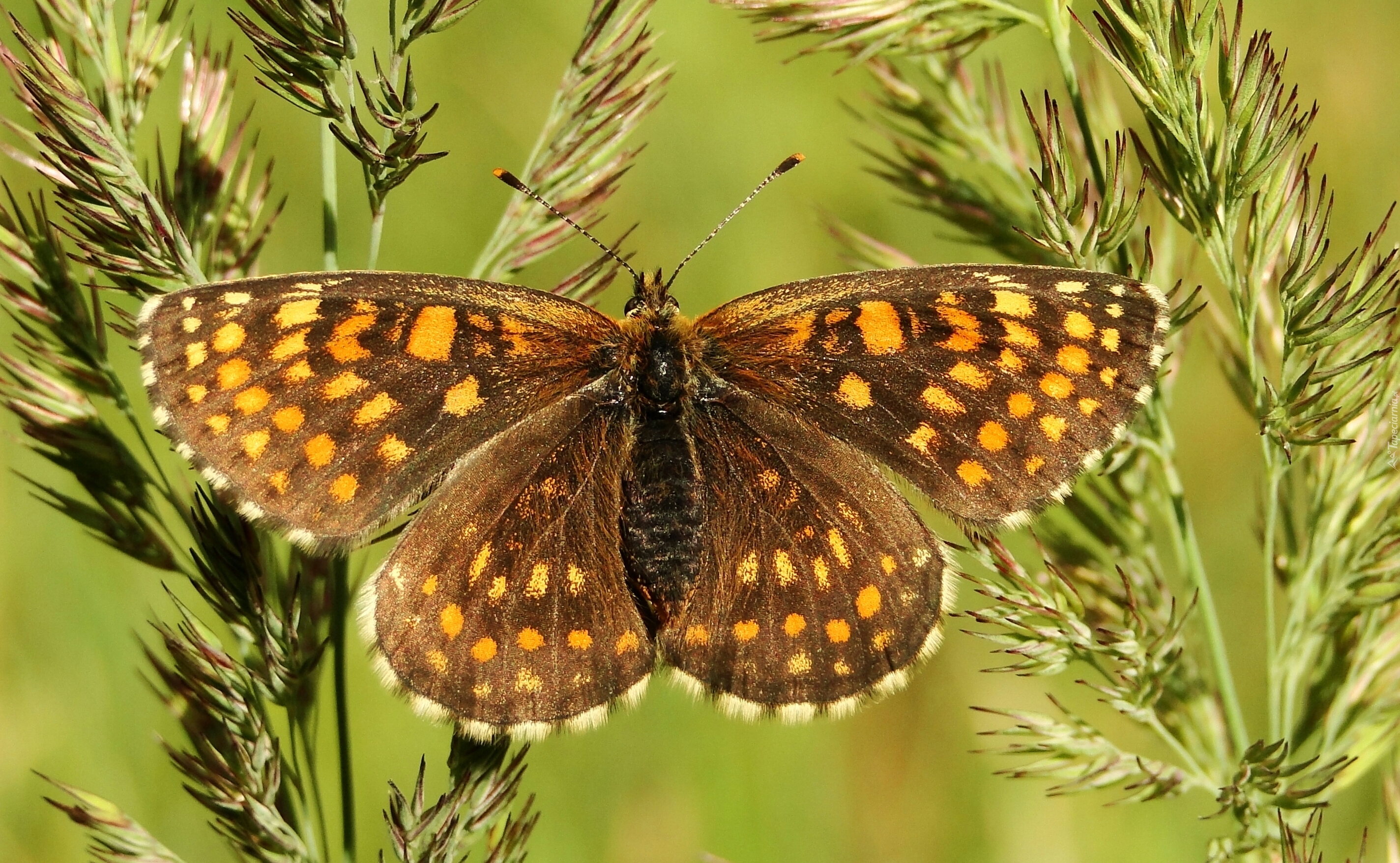 Motyl, Przeplatka atalia