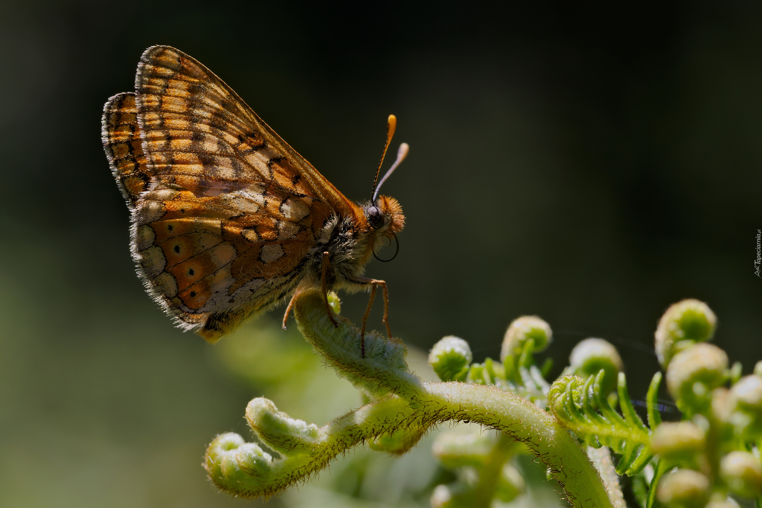 Motyl, Przeplatka aurinia, Zbliżenie, Gałązka