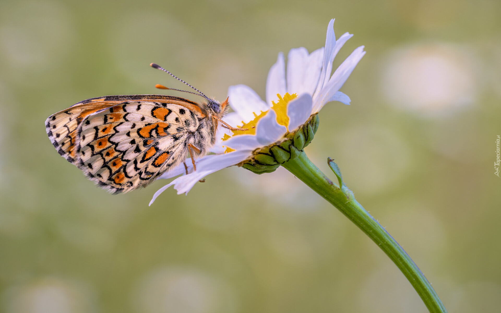 Motyl, Przeplatka cinksia, Kwiat, Margerytka, Roślina