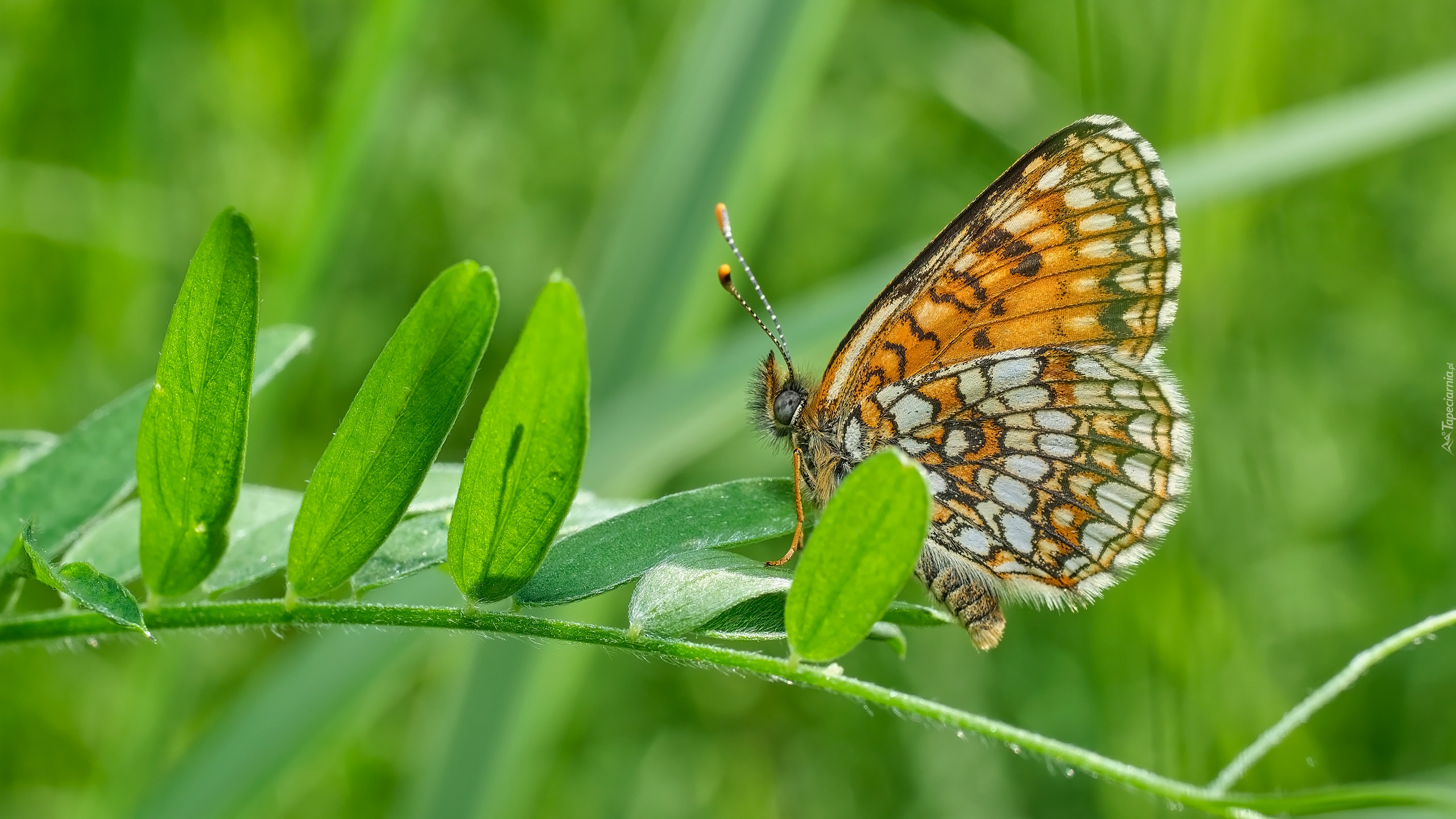 Motyl, Przeplatka diamina, Roślina, Listki