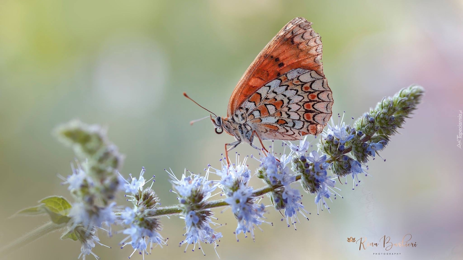 Motyl, Przeplatka didyma, Roślina, Kwiat