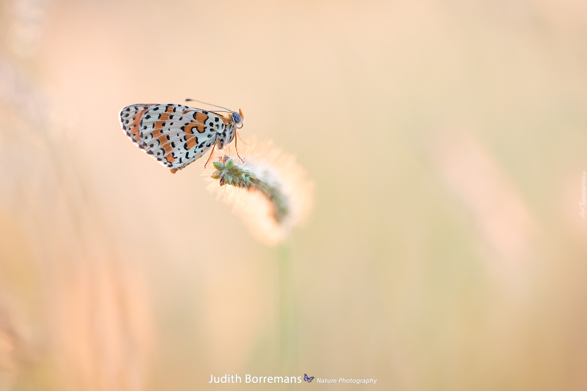 Motyl, Przeplatka didyma, Żdźbło, Trawy