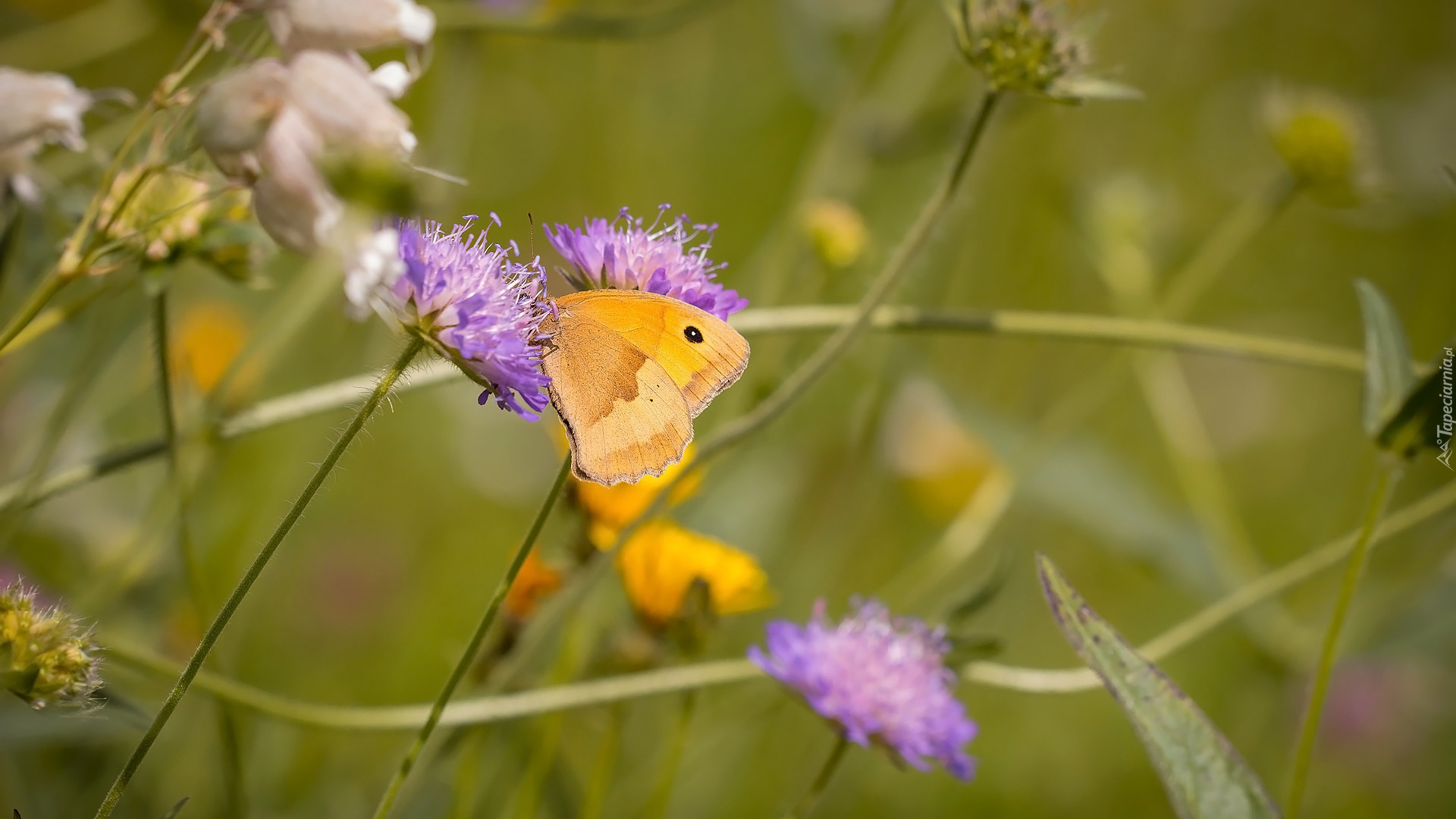 Fioletowe, Kwiaty, Motyl, Przestrojnik jurtina