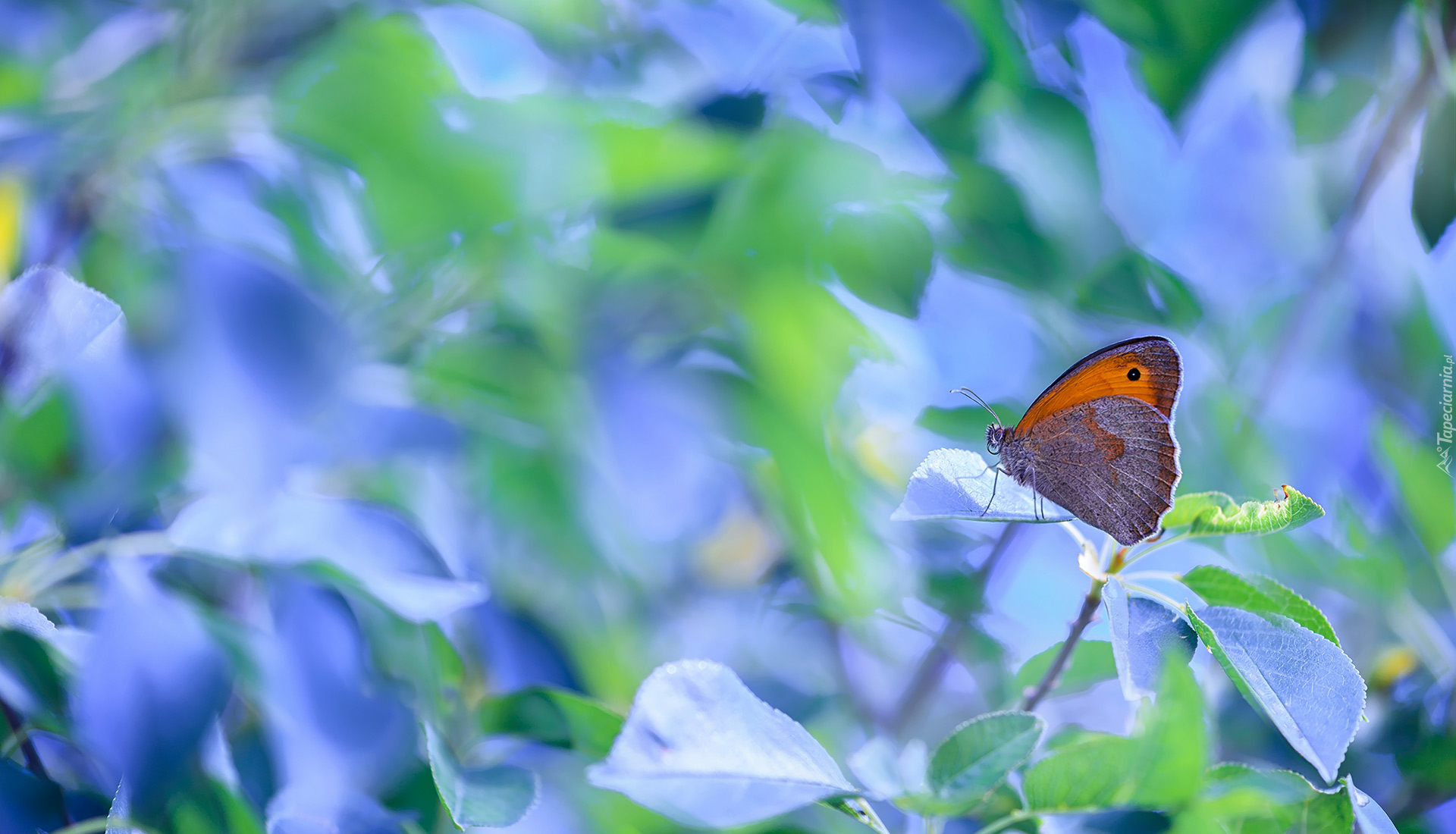 Motyl, Przestrojnik jurtina, Liście