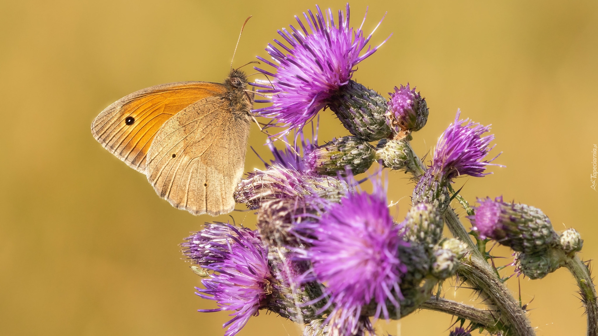 Motyl, Przestrojnik jurtina, Roślina, Oset