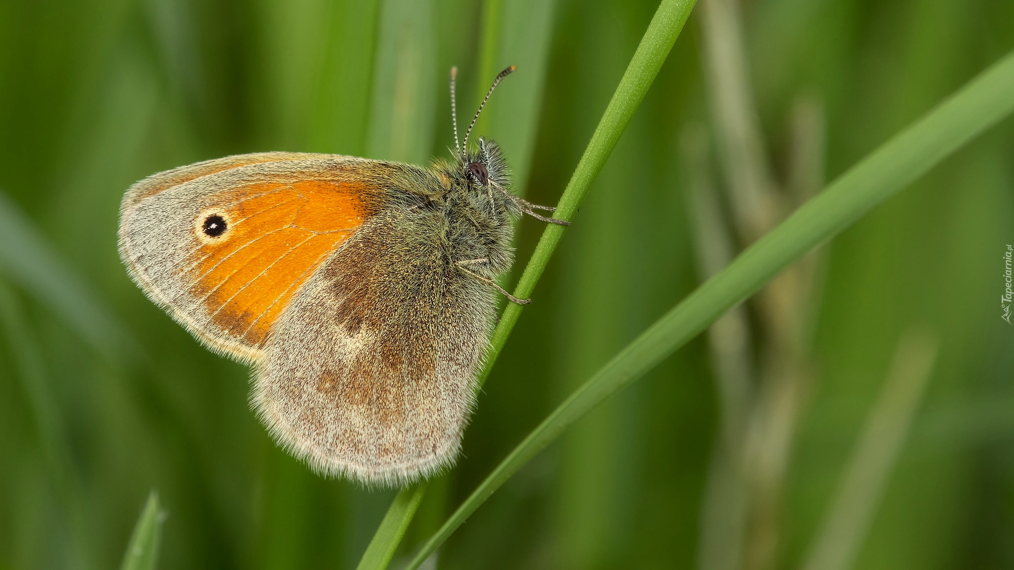 Motyl, Przestrojnik jurtina, Trawa, Zielone, Tło