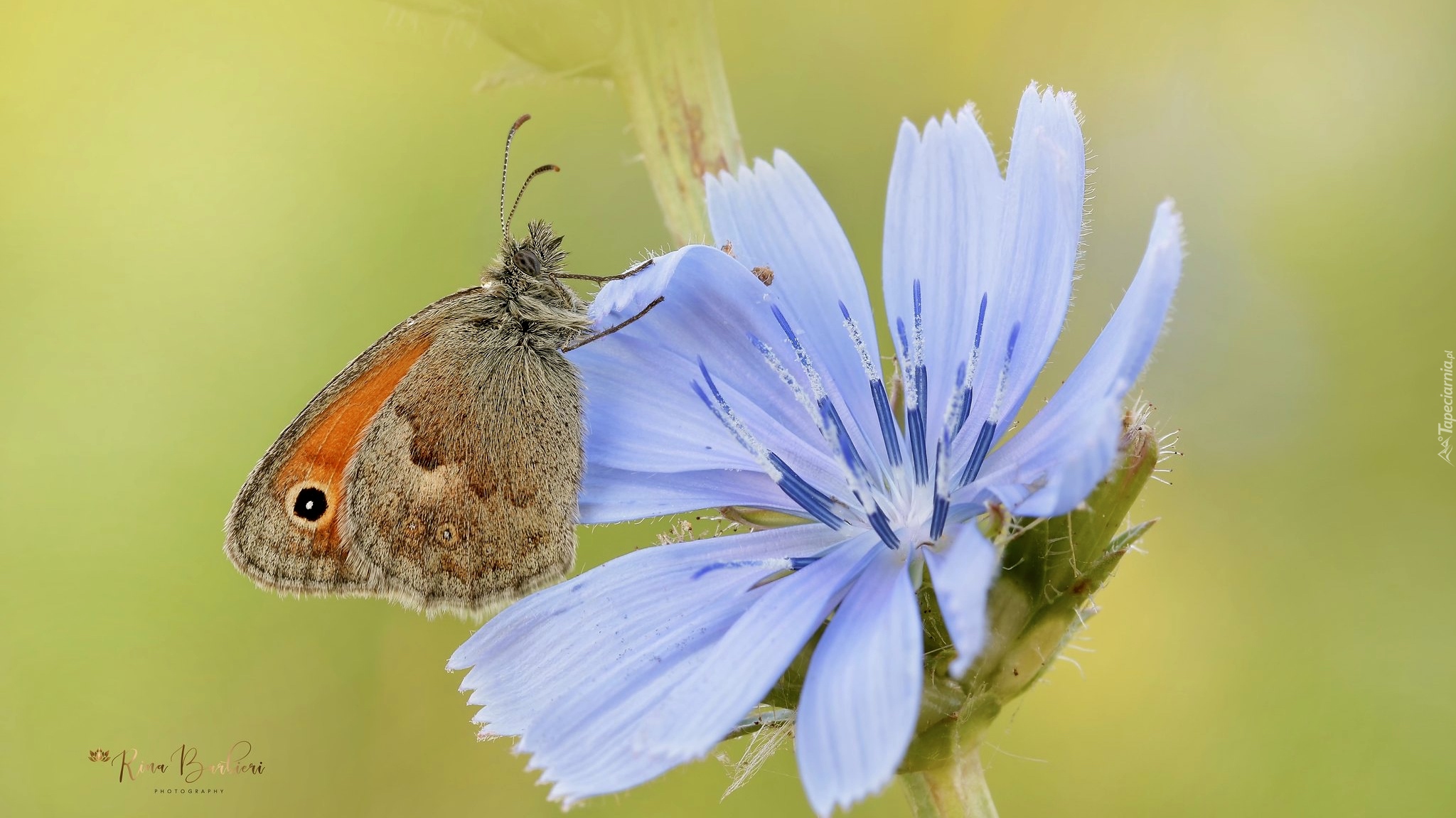 Motyl, Przestrojnik jurtina, Niebieski, Kwiat