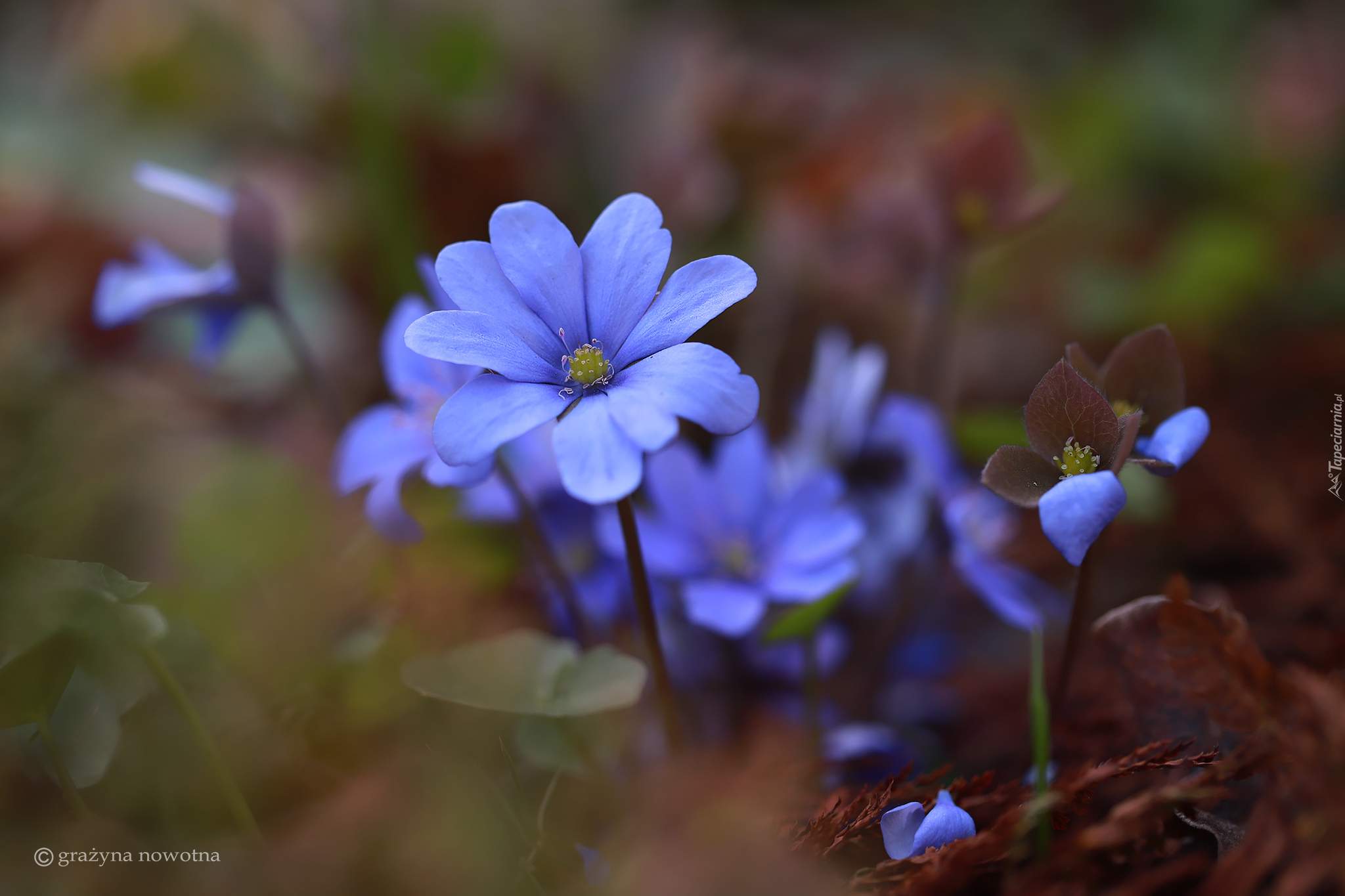 Rozkwitające, Przylaszczki, Niebieskie, Kwiaty