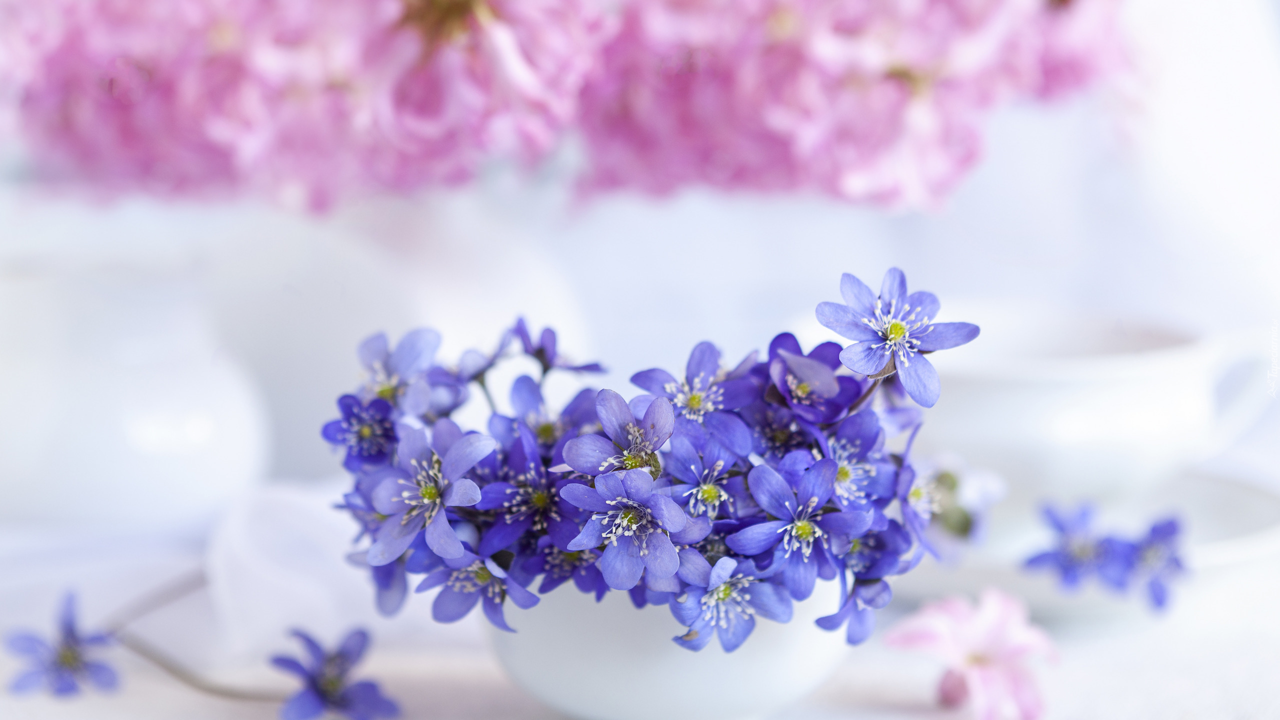Kwiaty, Niebieskie, Przylaszczki, Rozmycie