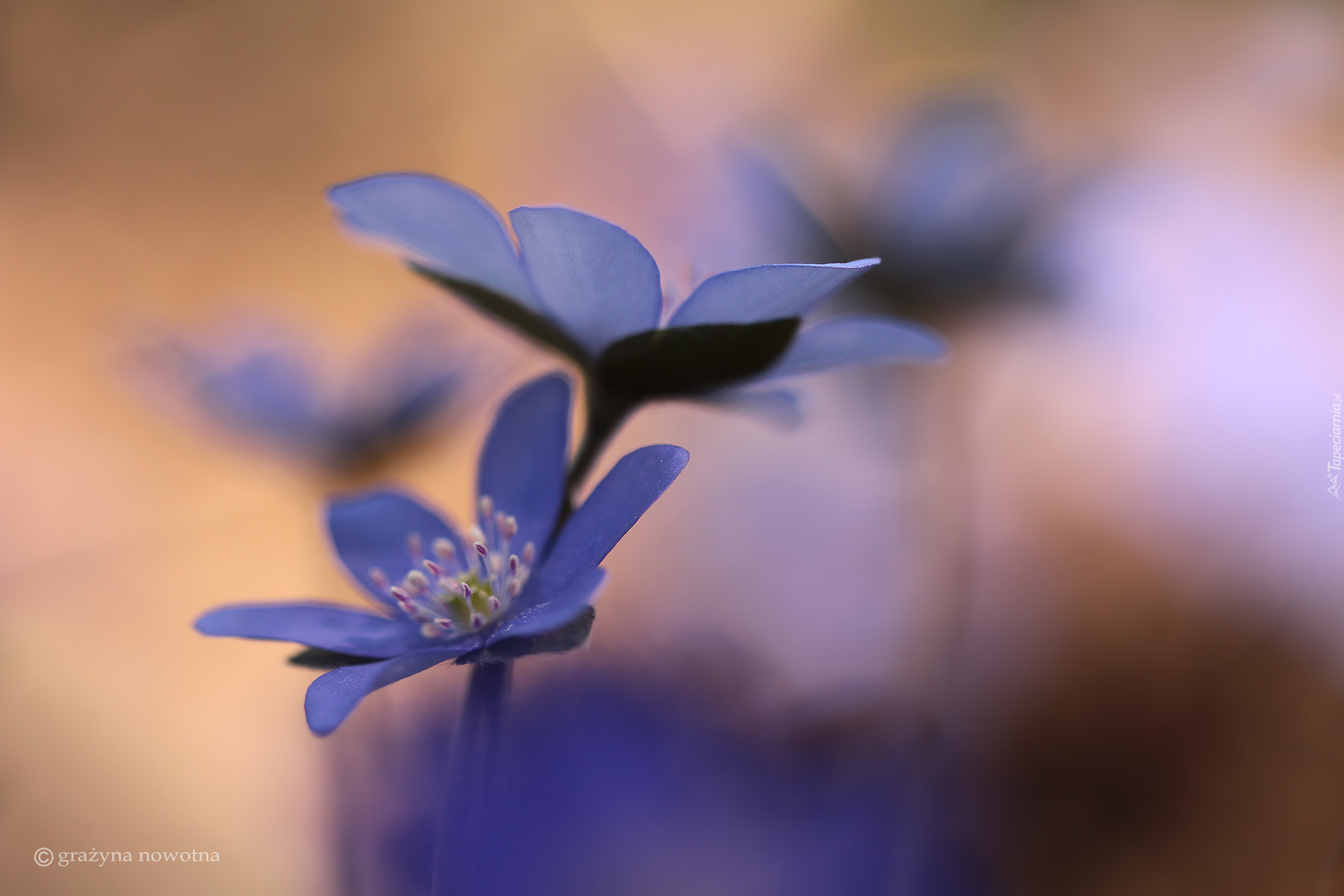 Niebieskie, Dwie, Przylaszczki, Kwiaty