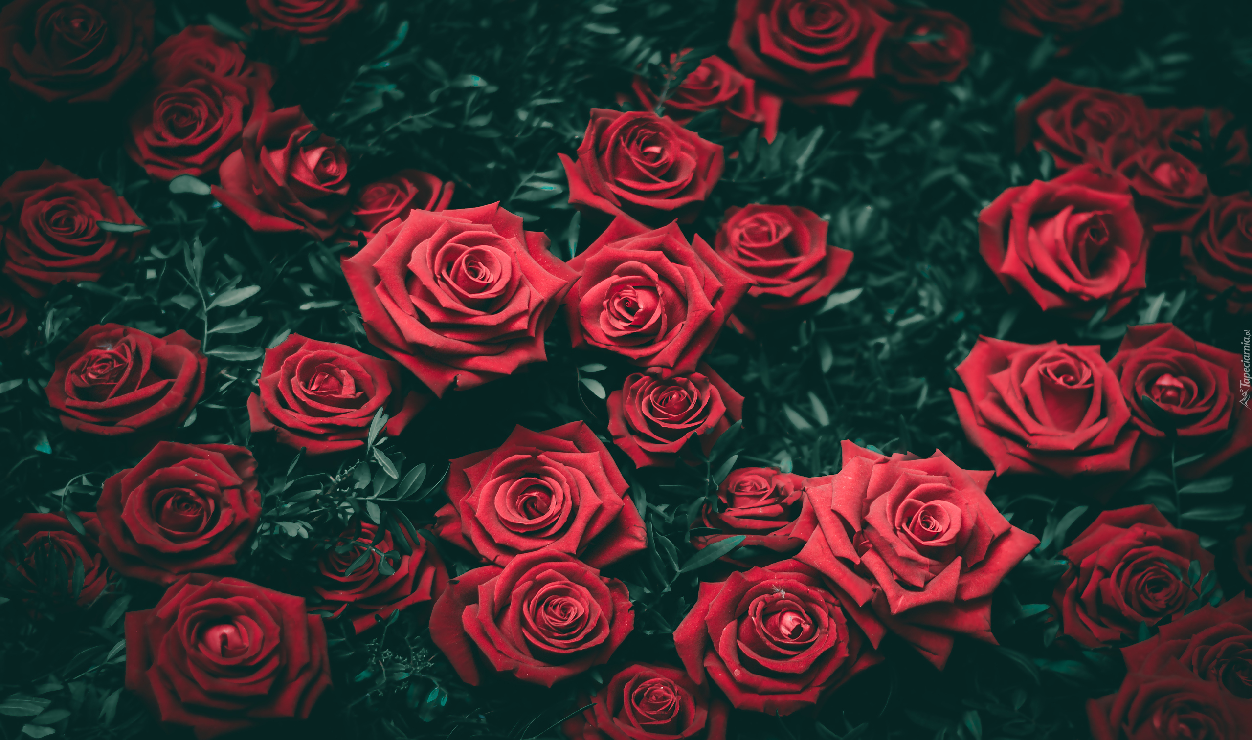 Przymglone, Czerwone, Róże, Liście