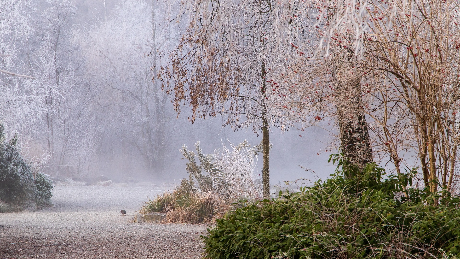 Park, Mgła, Przymrozek, Oszronione, Drzewa, Trawy