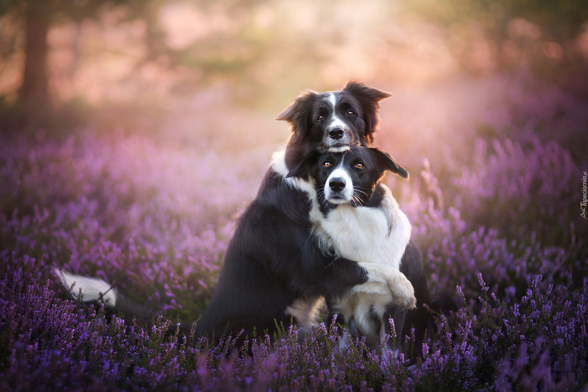 Border collie, Wrzos, Polana