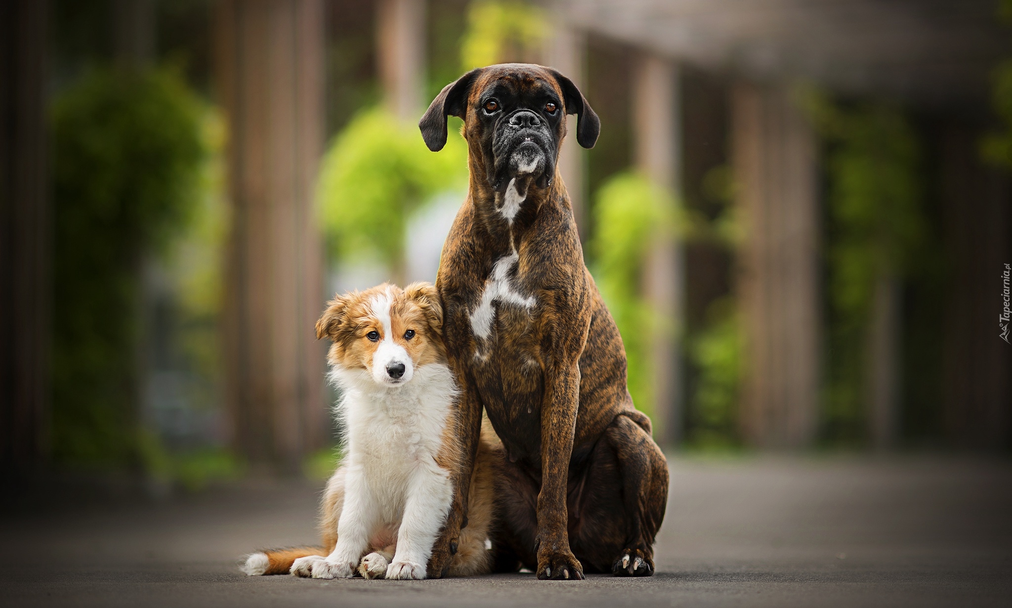 Psy, Border collie, Szczeniak, Bokser