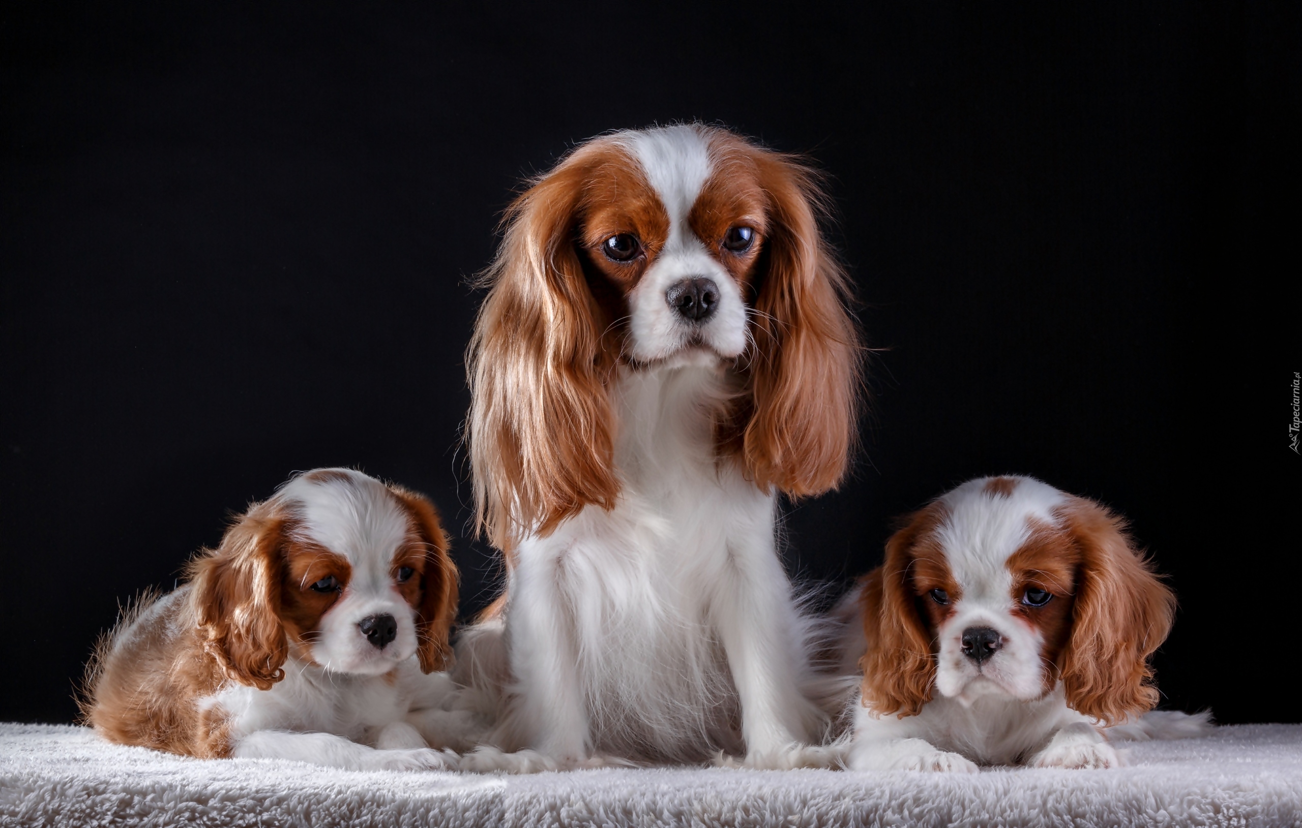 Szczeniaki, Cavalier king charles spaniel, Rodzina