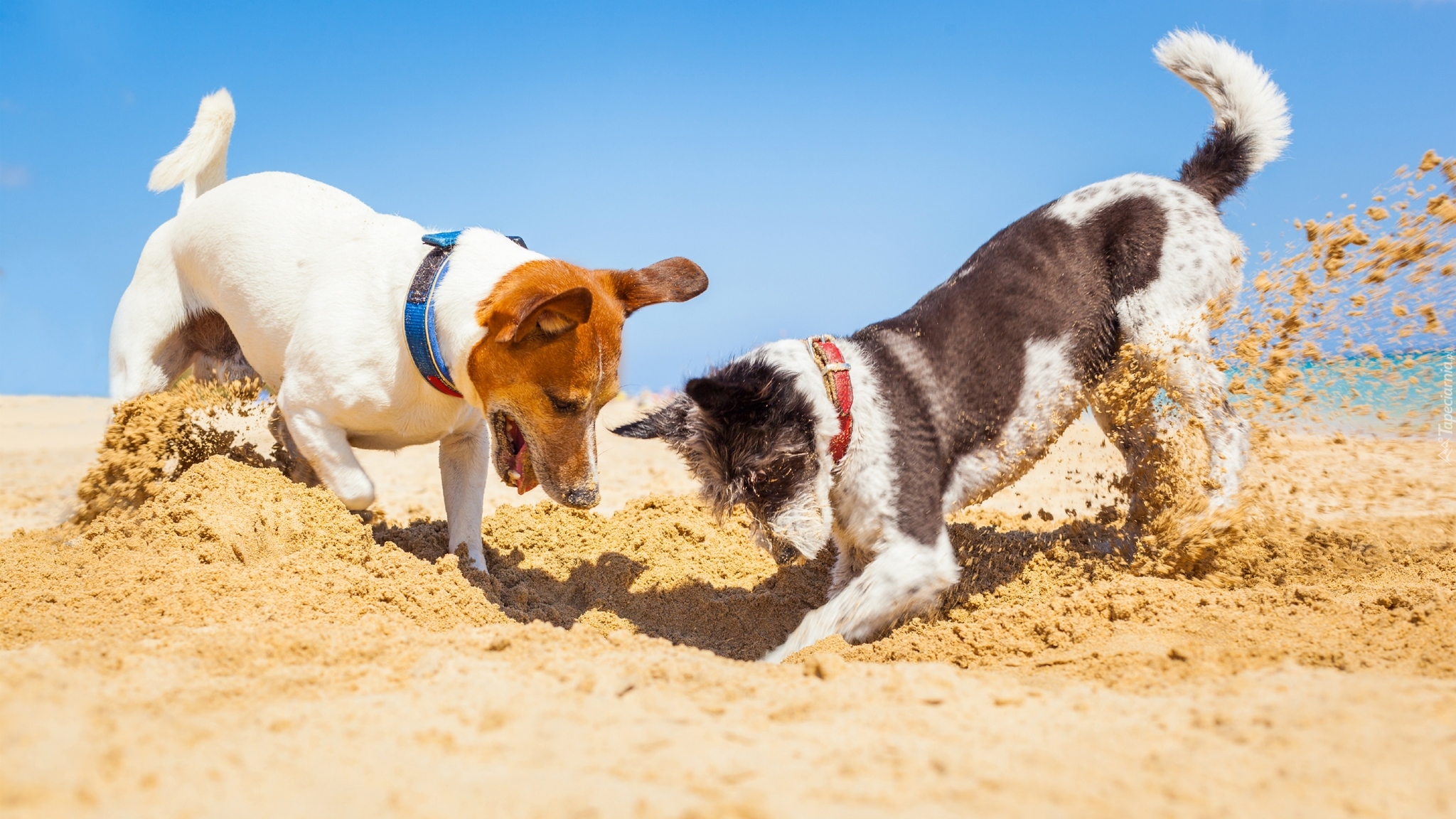 Dwa, Psy, Jack Russell terrier, Plaża, Piasek, Zabawa