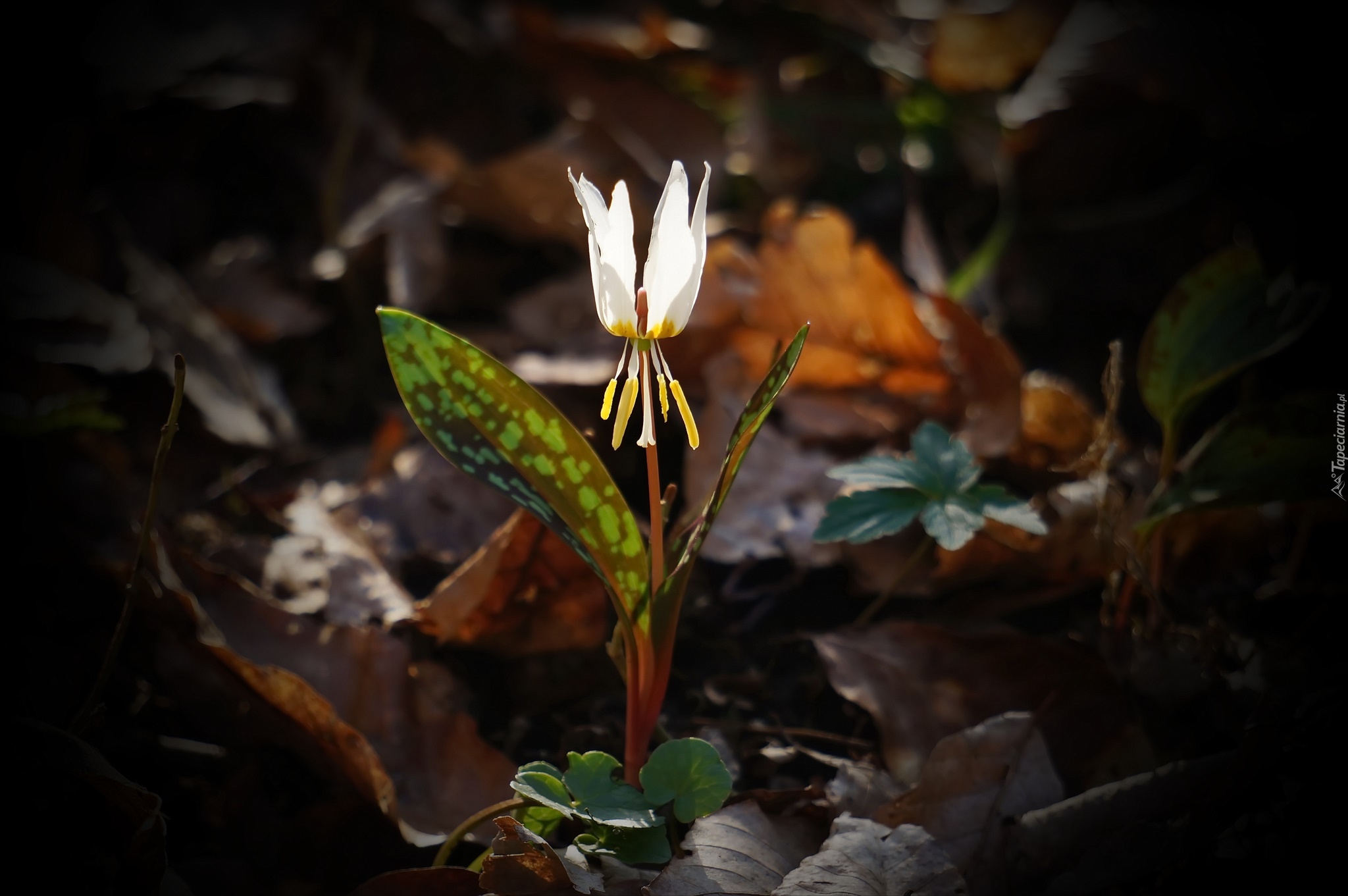 Kwiat, Erythronium, Biały, Psiząb