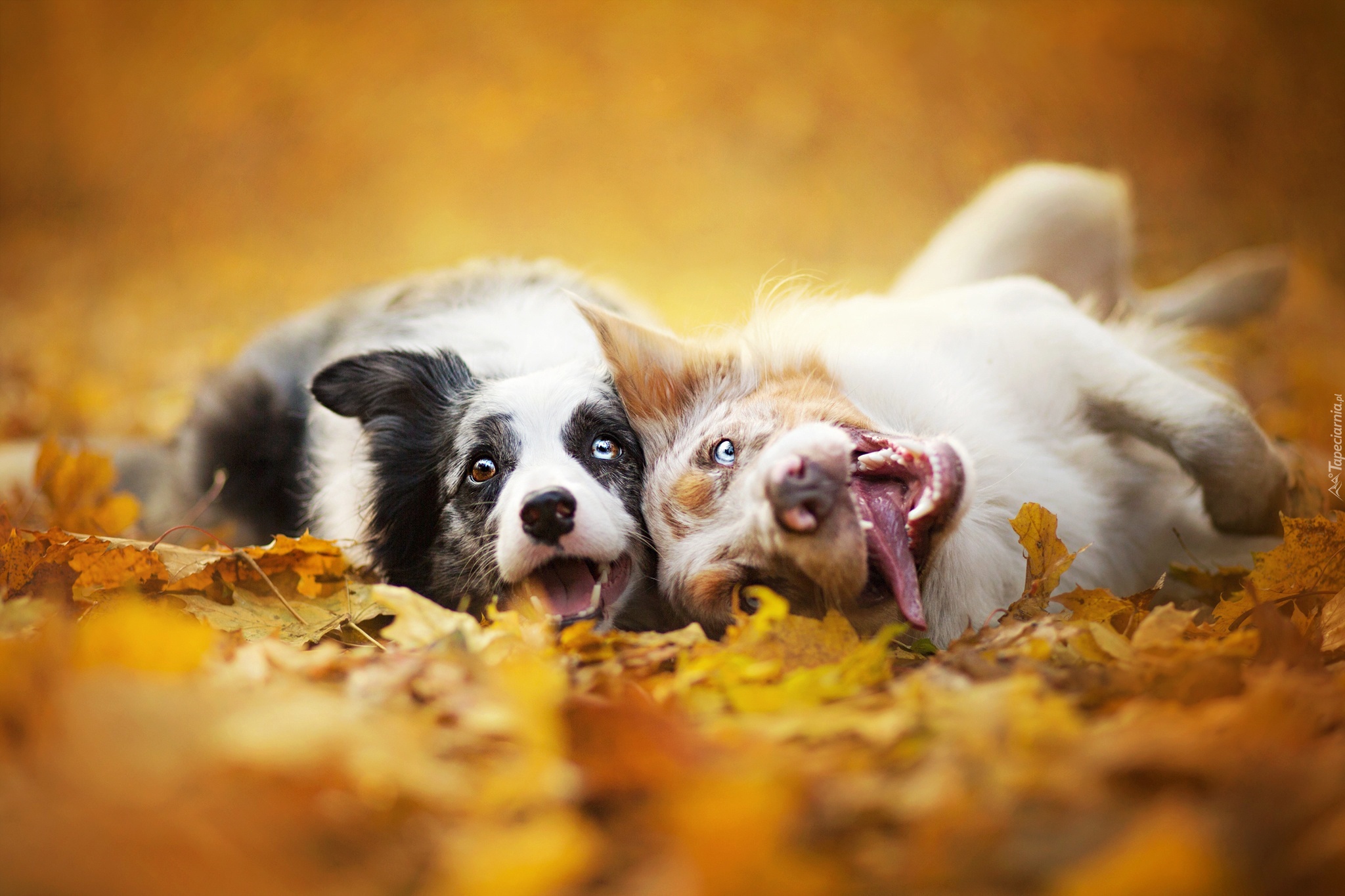 Psy, Border collie, Liście