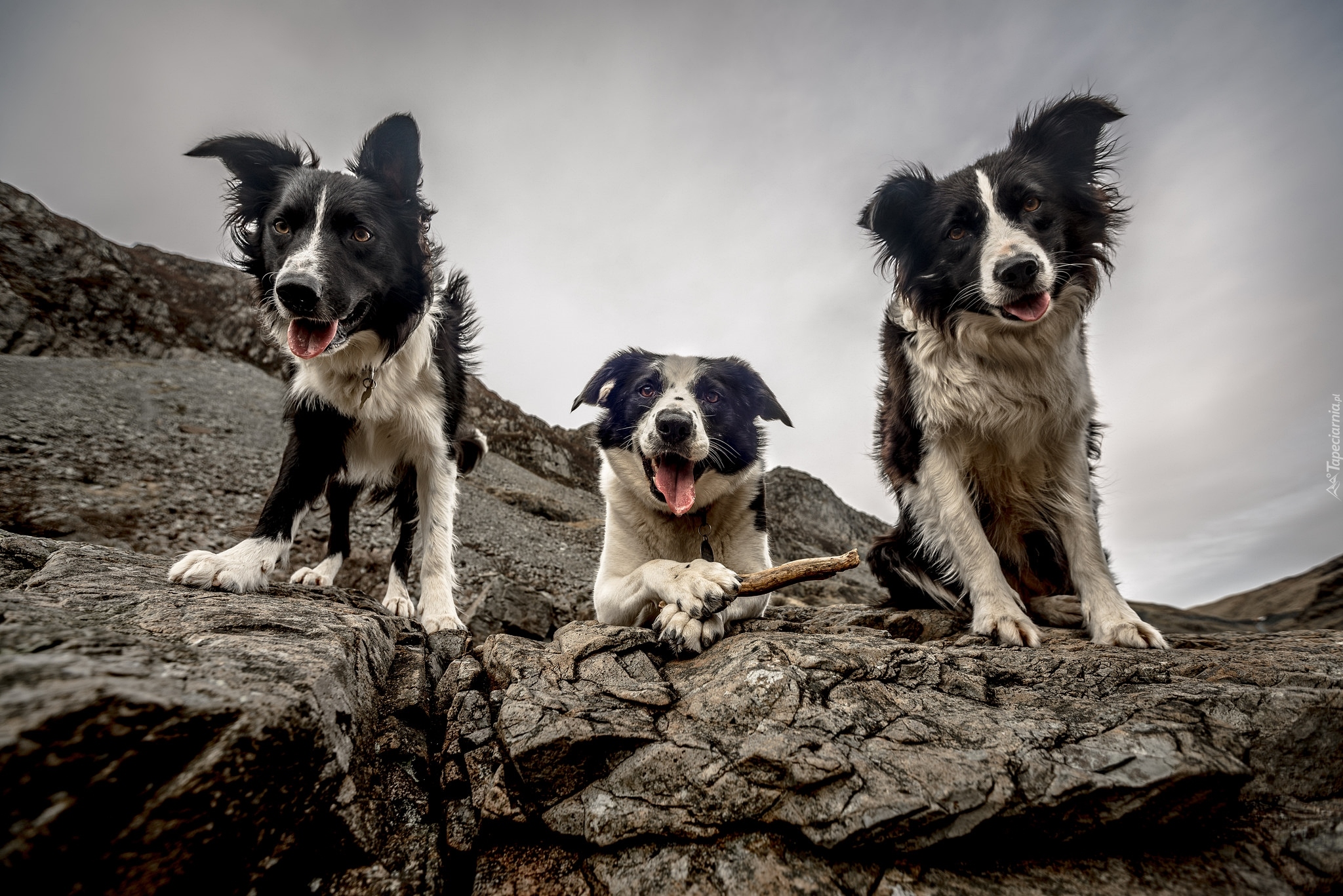 Trzy, Psy, Border collie, Skały