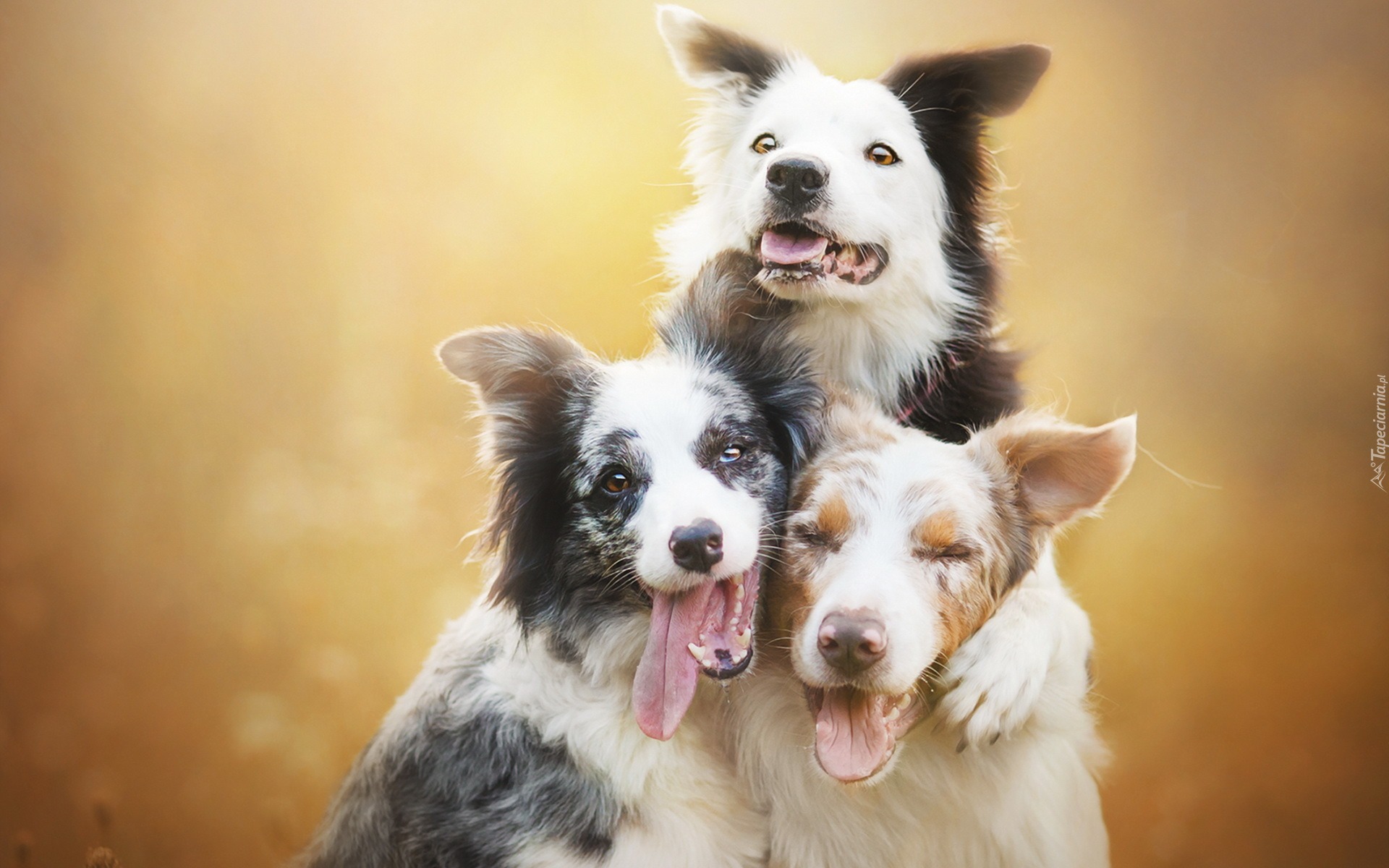 Trzy, Border collie