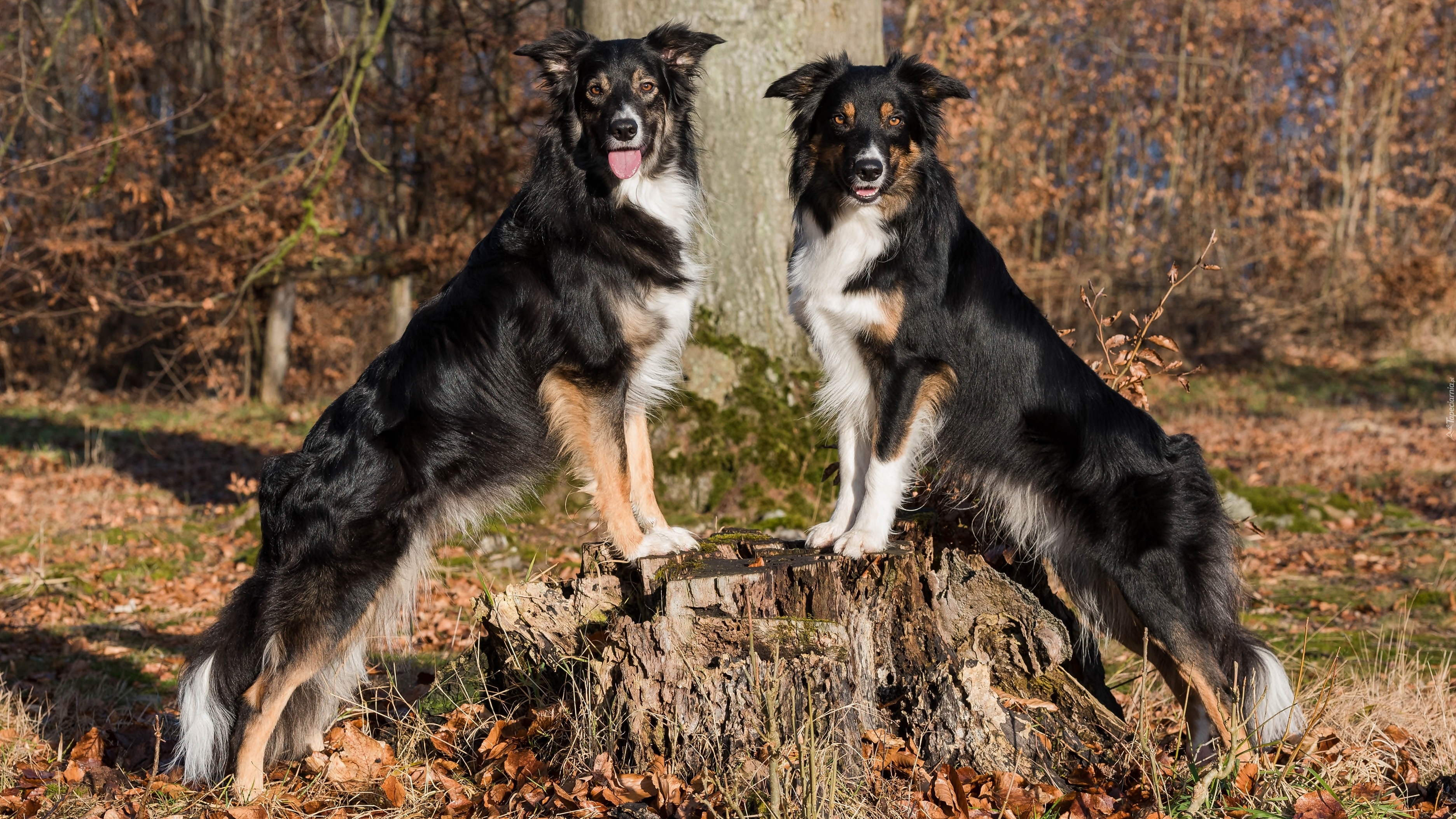 Dwa, Border collie, Pień